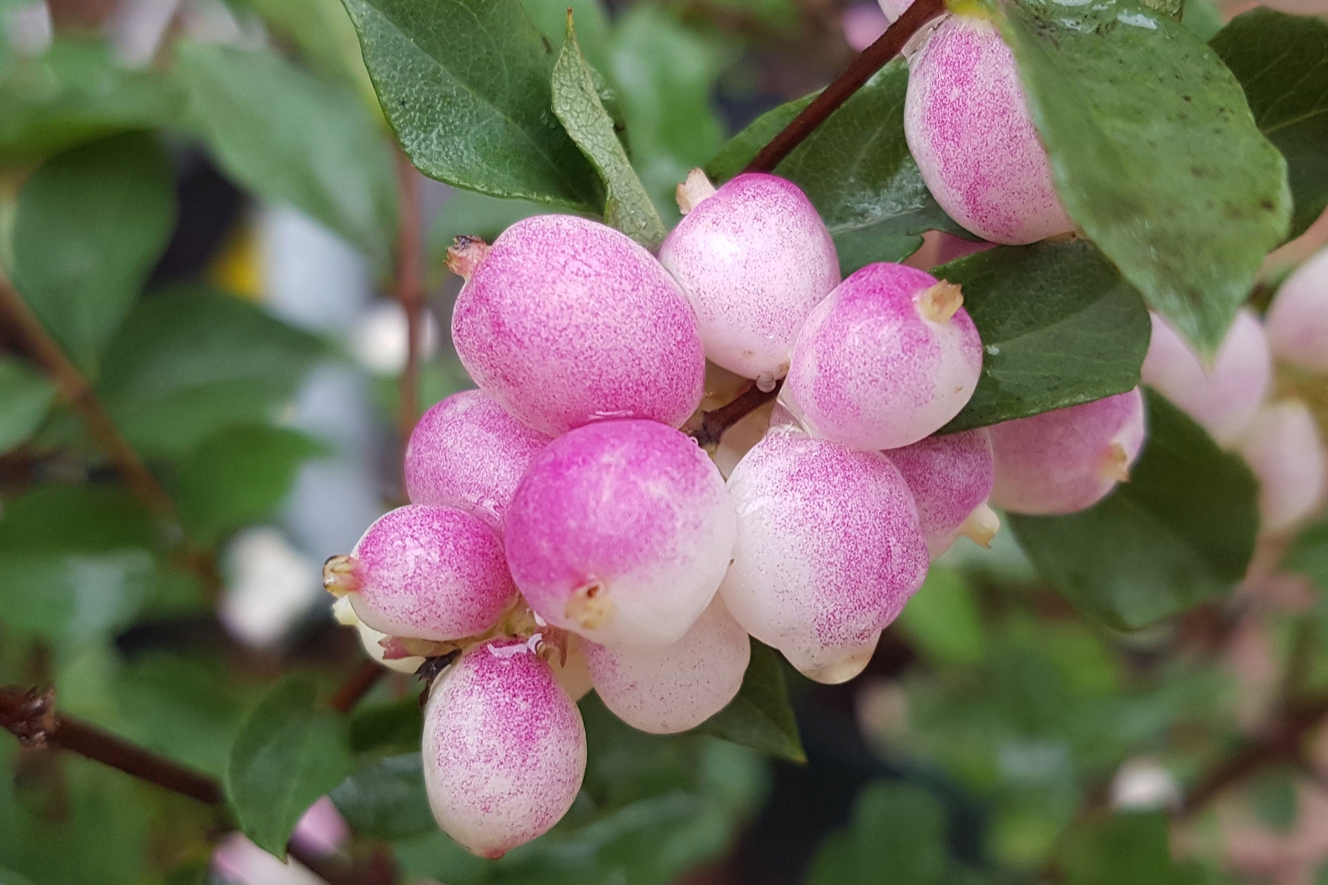 30 WESTERN SNOWBERRY Shrub White Pink Flower Symphoricarpos Occidentalis Seeds