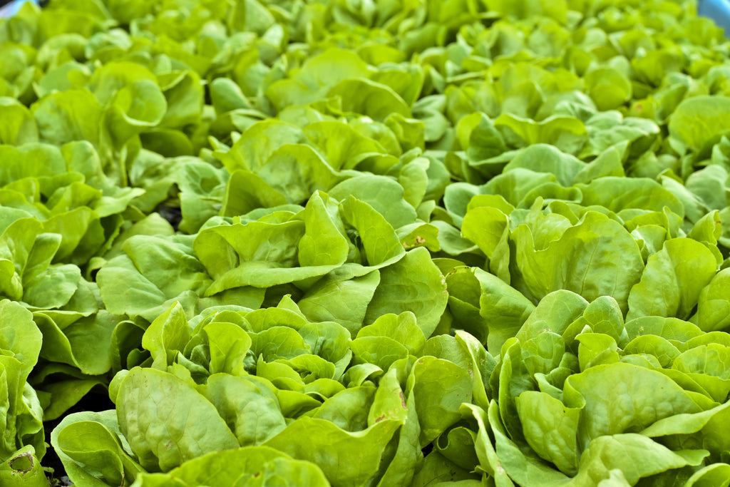 3000 BUTTERCRUNCH LEAF LETTUCE Lactuca Sativa Vegetable Seeds