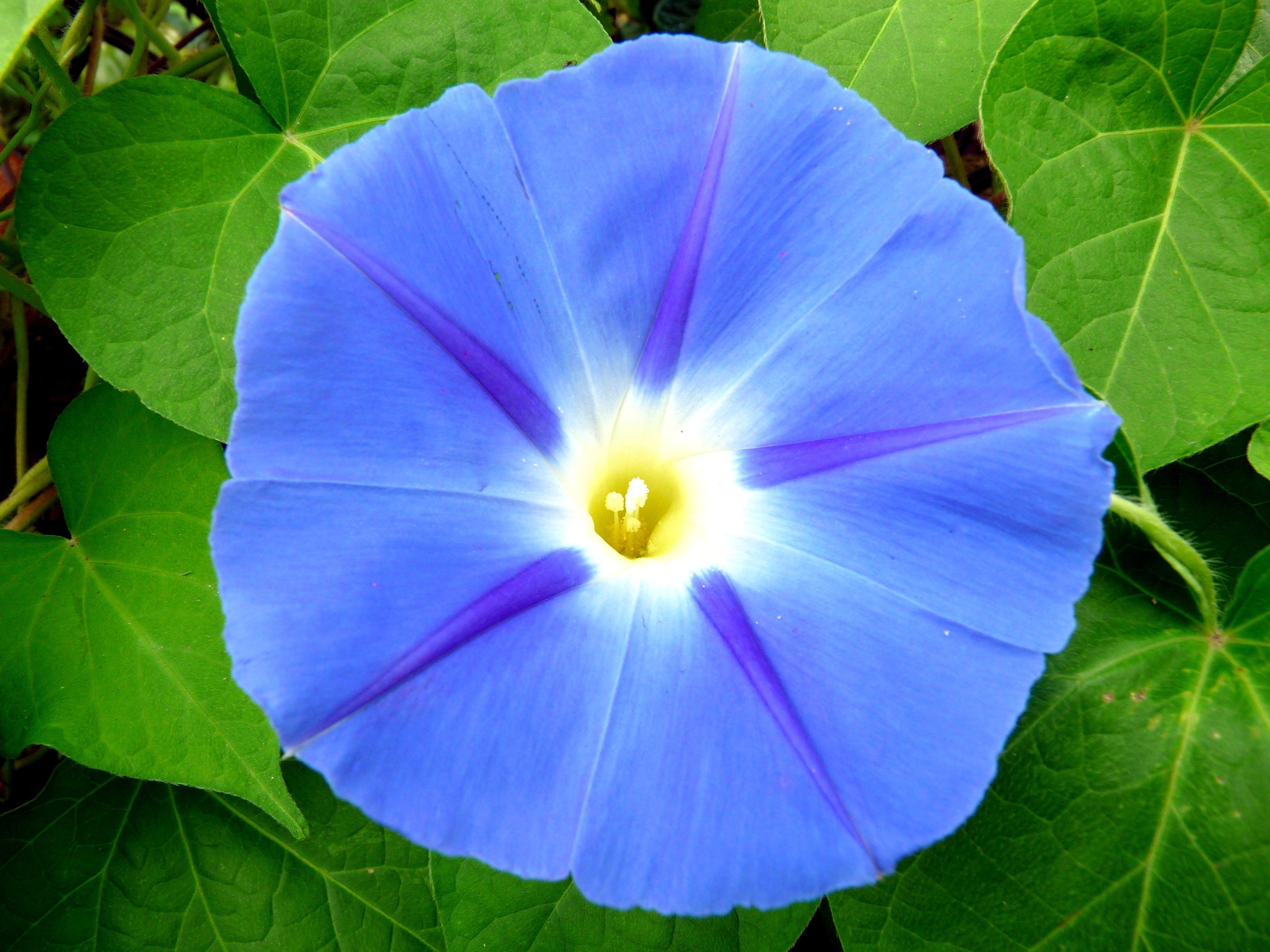 75 Blue STAR MORNING GLORY Ipomoea Tricolor Flower Vine Seeds
