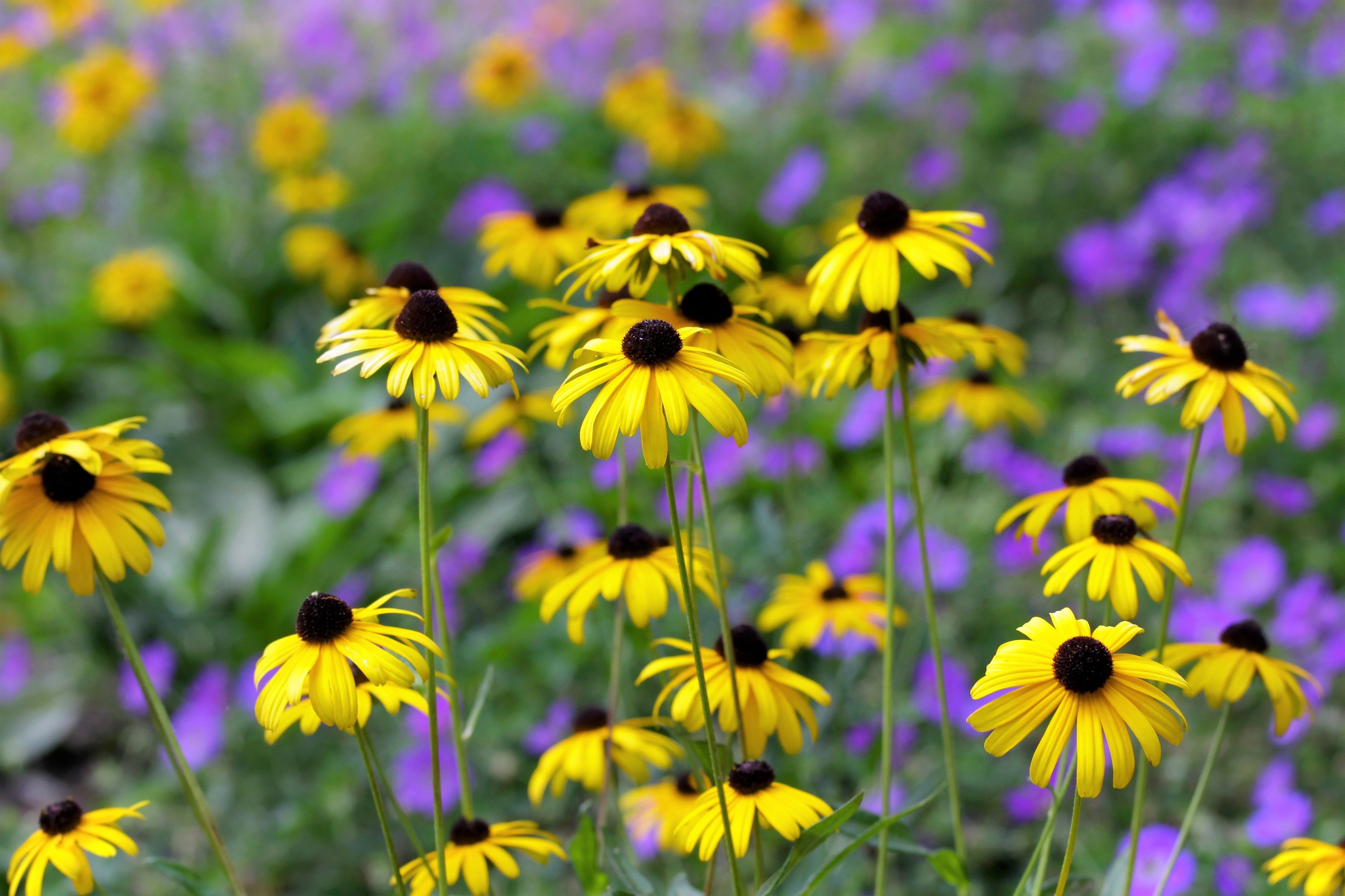 2000 BLACK EYED SUSAN Rudbeckia Hirta Yellow Heirloom Native Flower Seeds
