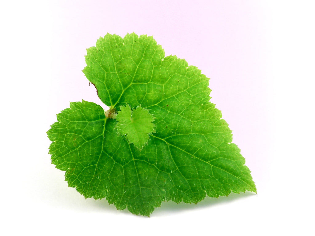 100 PIGGYBACK Plant YOUTH On AGE Tolmiea Thousand Mothers Menziesii Shade Flower Seeds