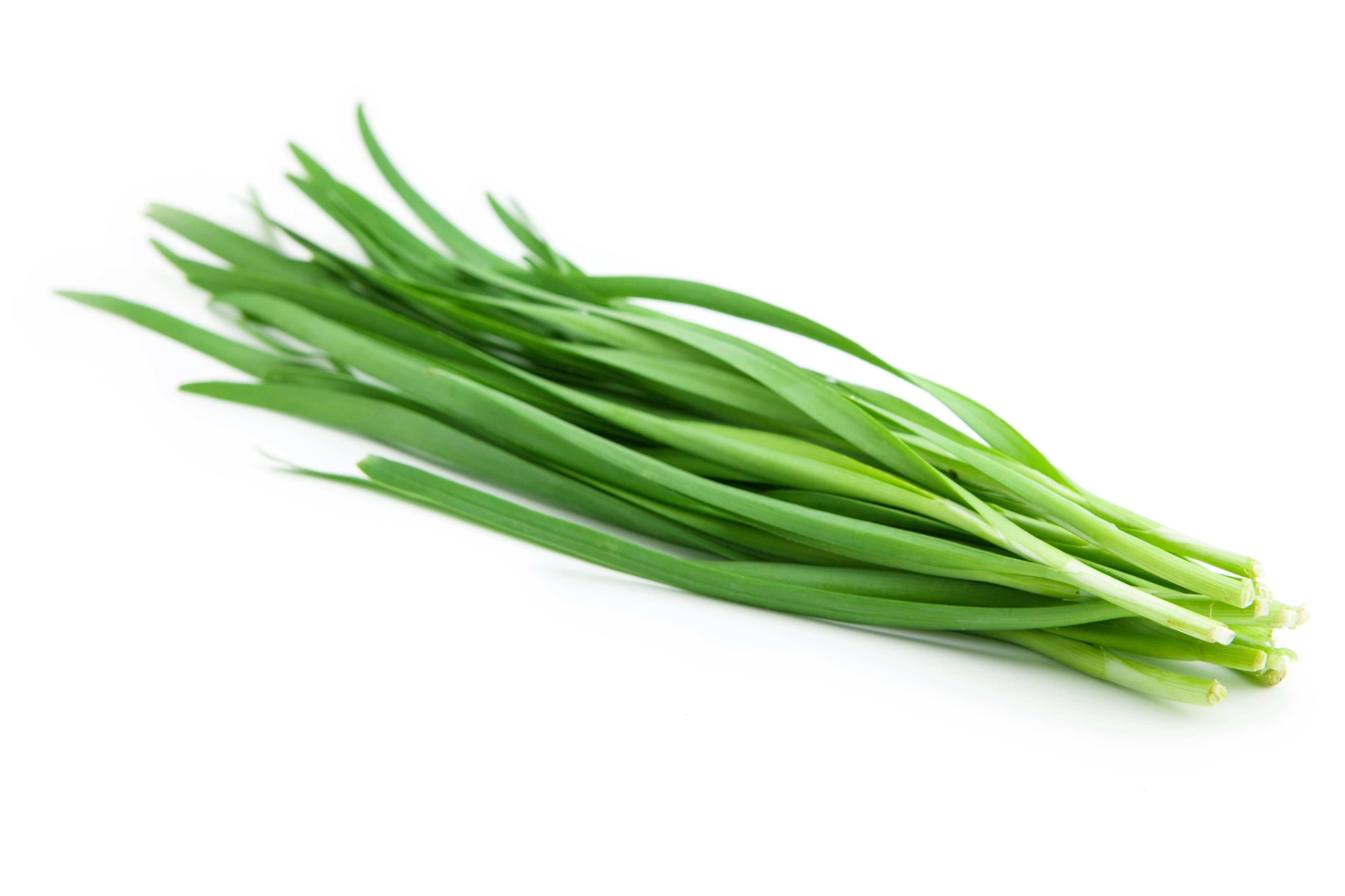 250 GARLIC CHIVE Allium Tuberosum White Flowering Herb Vegetable Seeds