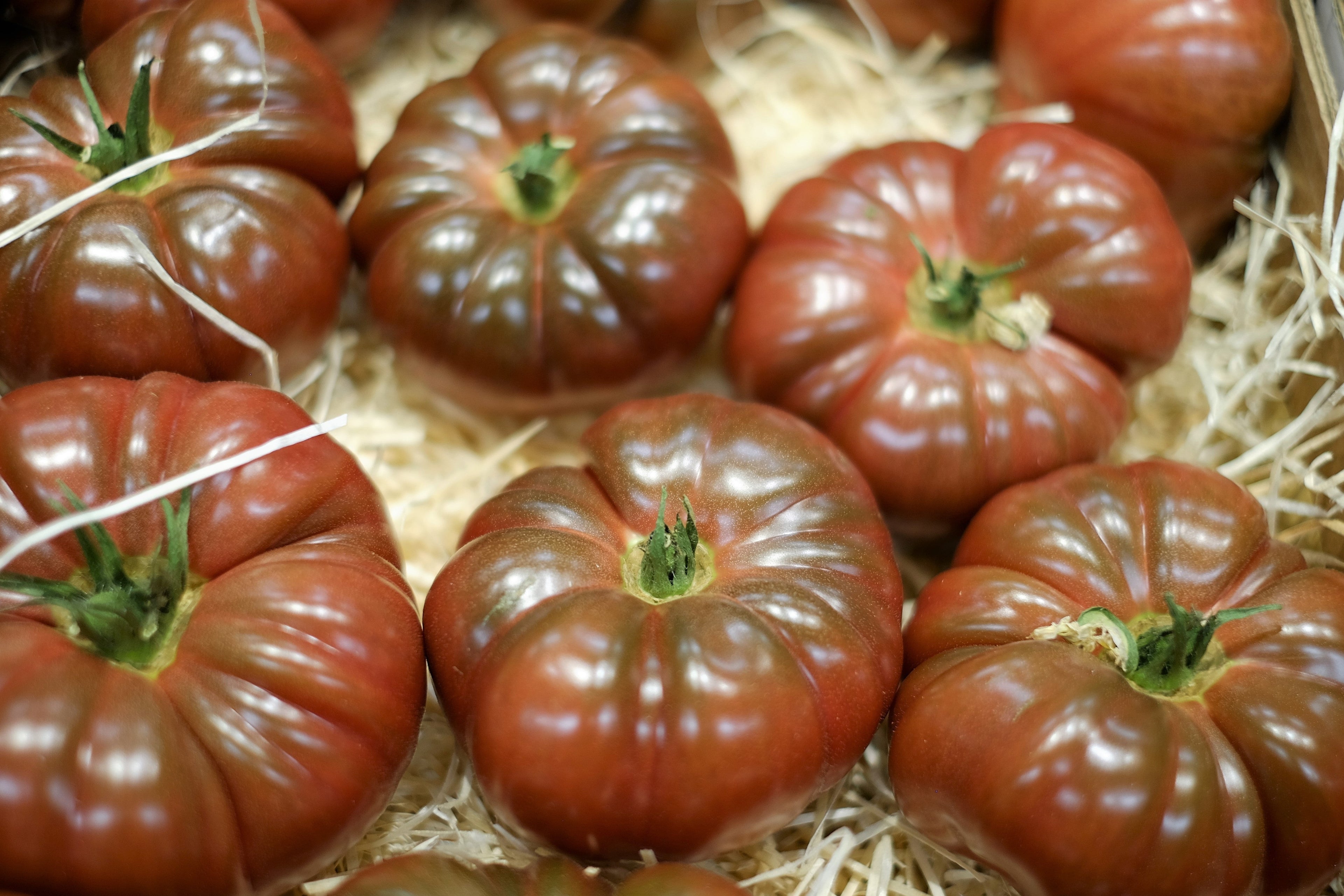 100 Organic PURPLE CHEROKEE TOMATO Lycopersicon Lycopersicum Fruit Vegetable Seeds