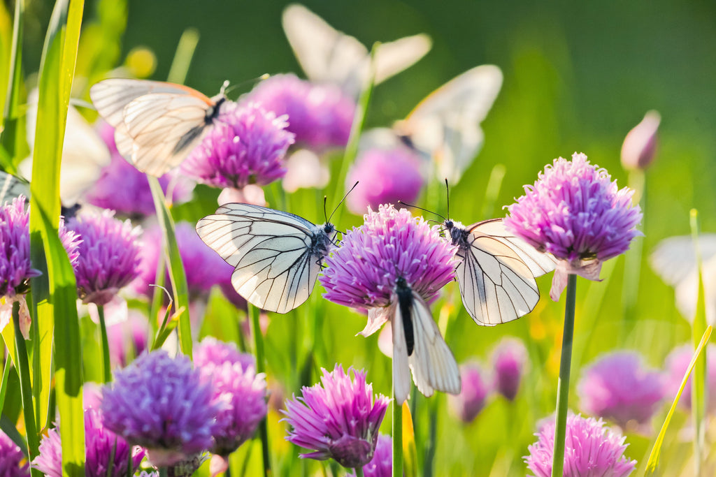 500 CHIVE Allium Schoenoprasum Purple Flowering Vegetable Herb Seeds