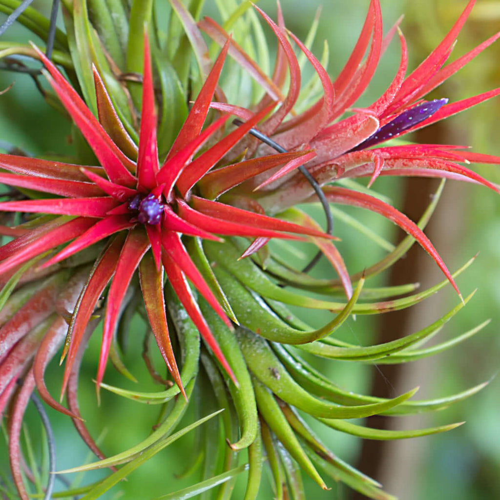 Tillandsia Fuego Ball Air Plant