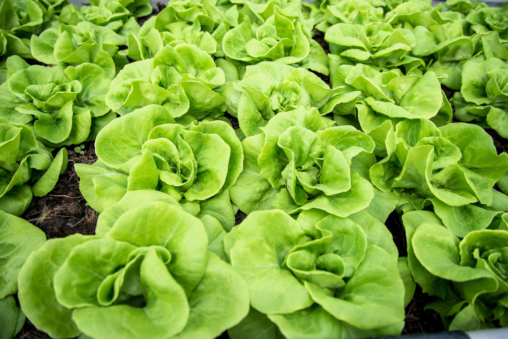 3000 WHITE BOSTON LETTUCE 12" Green Butterhead Lactuca Sativa Vegetable Seeds