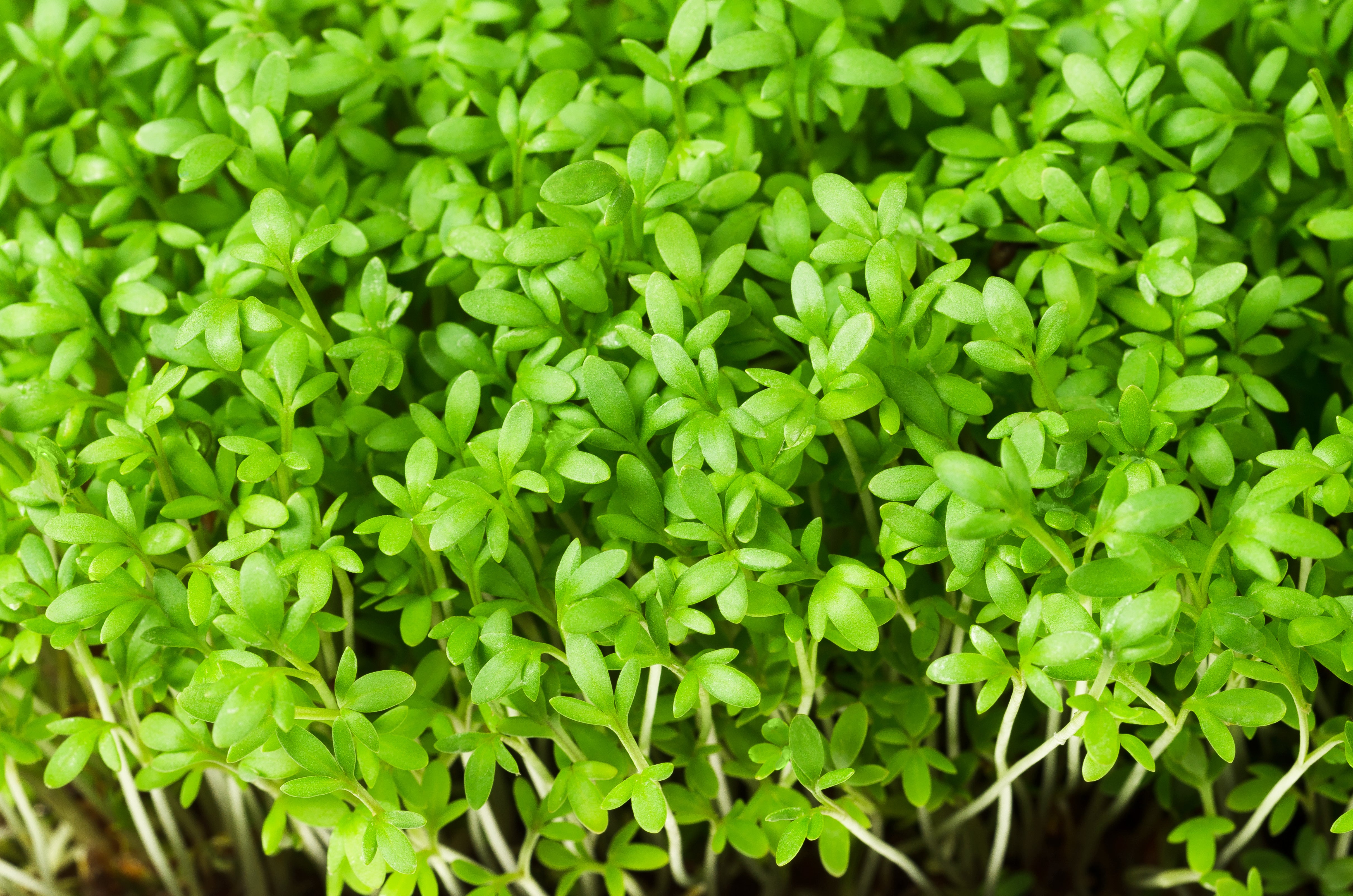1000 Fine Curled PEPPERGRASS / PEPPERCRESS / WATERCRESS Lepidium Sativ ...