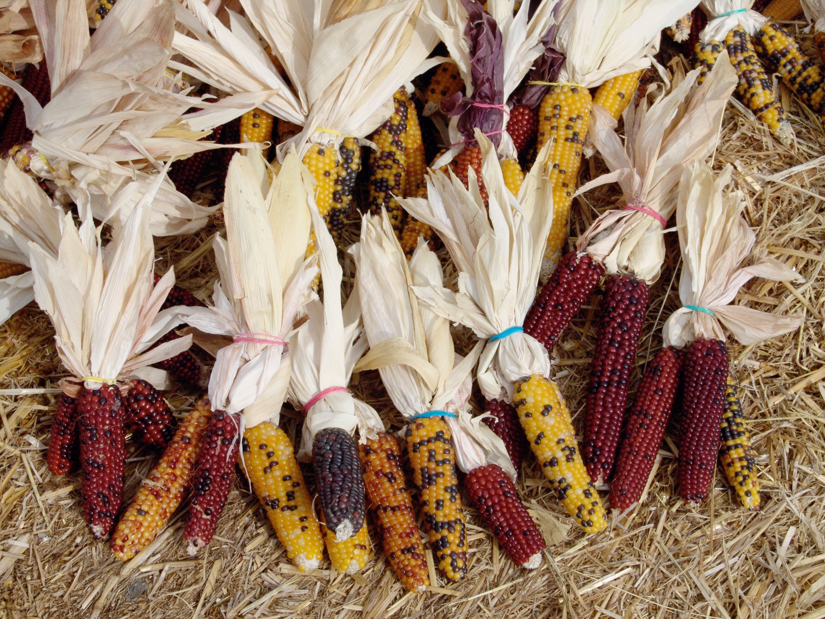 50 Indian MINI MIX CORN Miniature 4" Ears Ornamental Zea Mays Vegetable Seeds