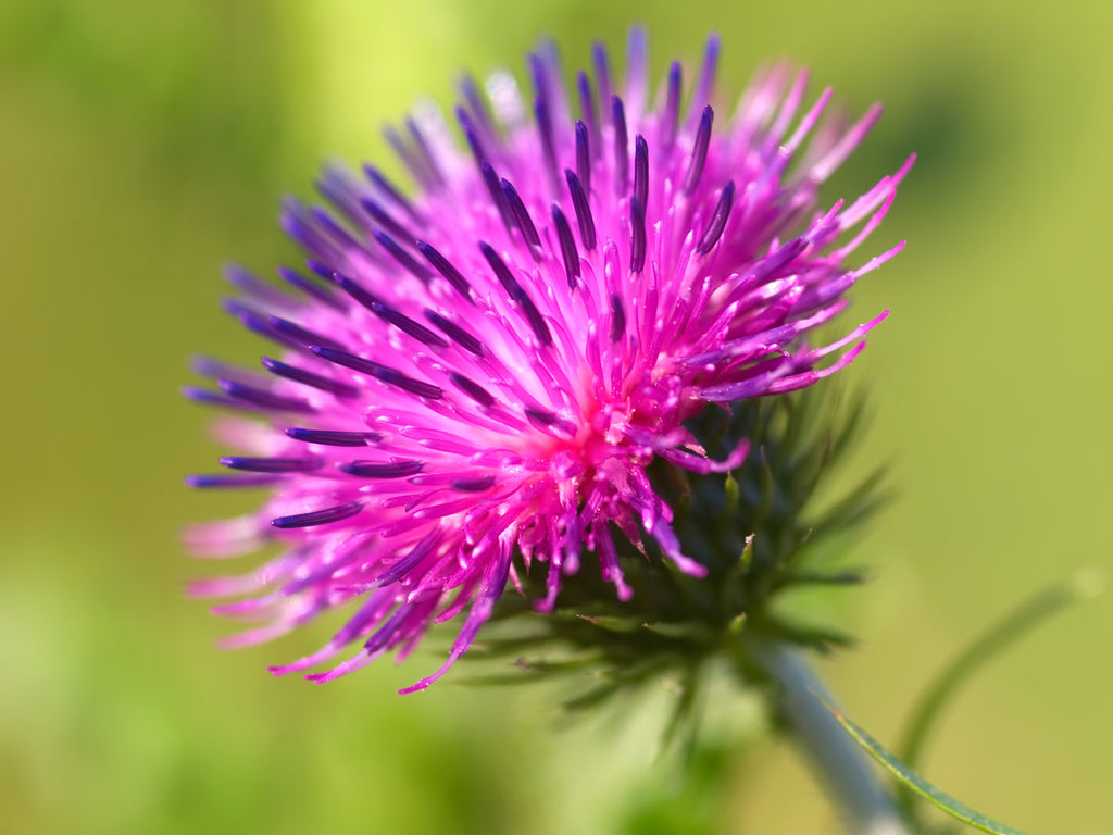 200 Great BURDOCK Arctium Lappa (Edible Burdock / Cockle-Button / Beggar's Buttons) HERB Flower Seeds