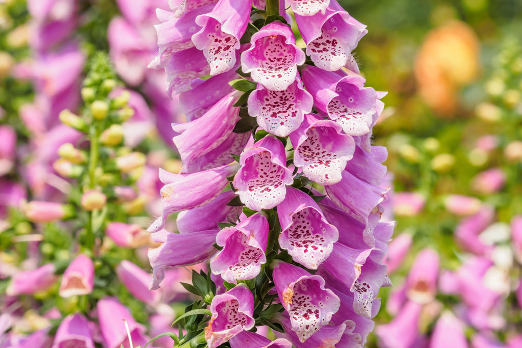 1000 FOXGLOVE EXCELSIOR MIX Digitalis Purpurea Mixed Colors Shade Flower Seeds