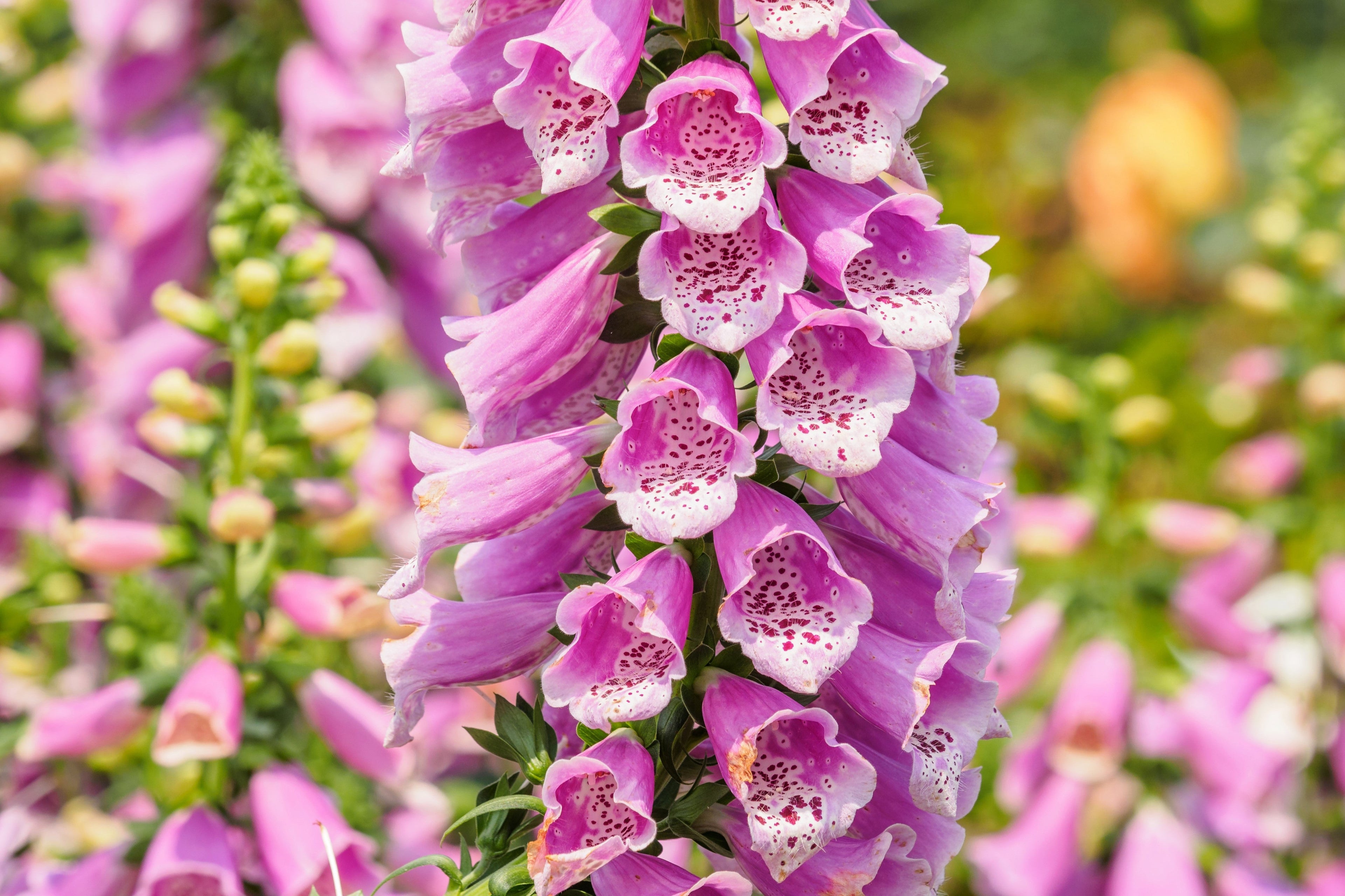 1000 FOXGLOVE EXCELSIOR MIX Digitalis Purpurea Mixed Colors Shade Flower Seeds