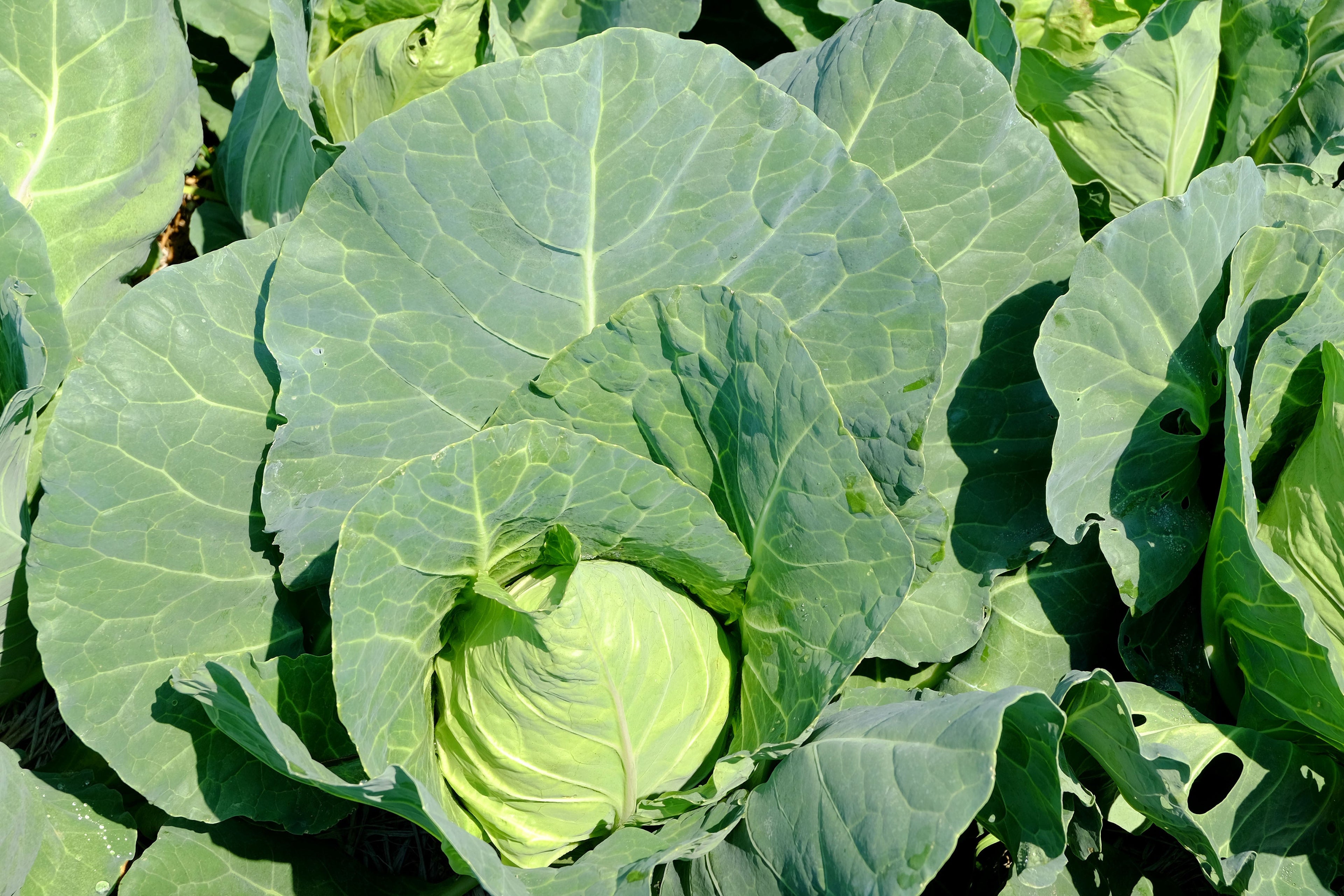 300 CHARLESTON WAKEFIELD CABBAGE Heirloom Cone Brassica Oleracea Vegetable Seeds