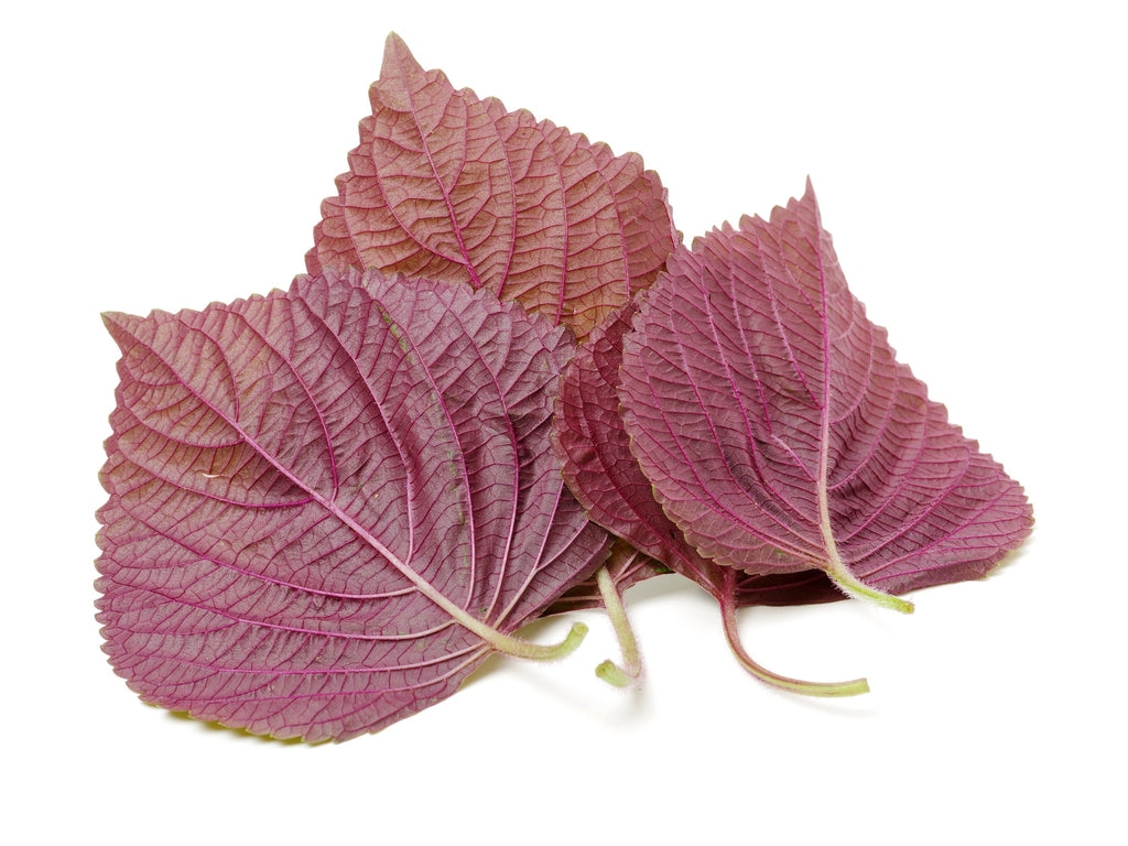 300 PURPLE SHISO aka PERILLA Frutescens Ornamental Herb Seeds Green & Purple