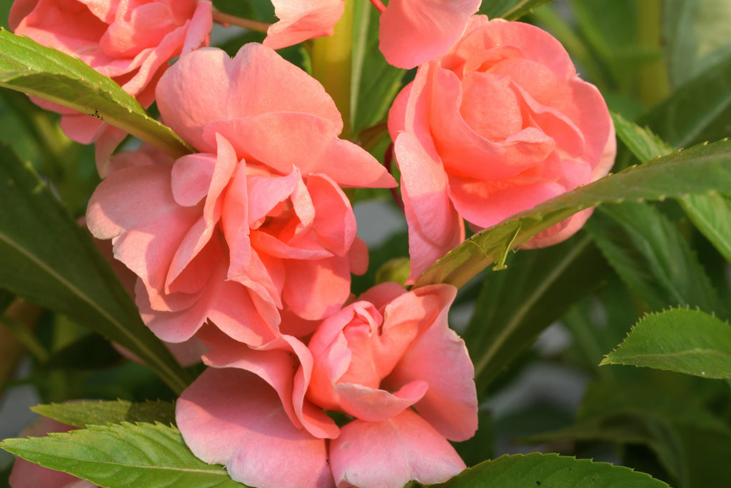 100 Mixed Colors DOUBLE CAMELLIA IMPATIENS (Balsam / Lady Slipper / Touch Me Not) Impatiens Balsamina Flower Seeds