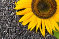100 BLACK OIL SUNFLOWER Helianthus Annuus Yellow Hummingbird Bird Flower Seeds