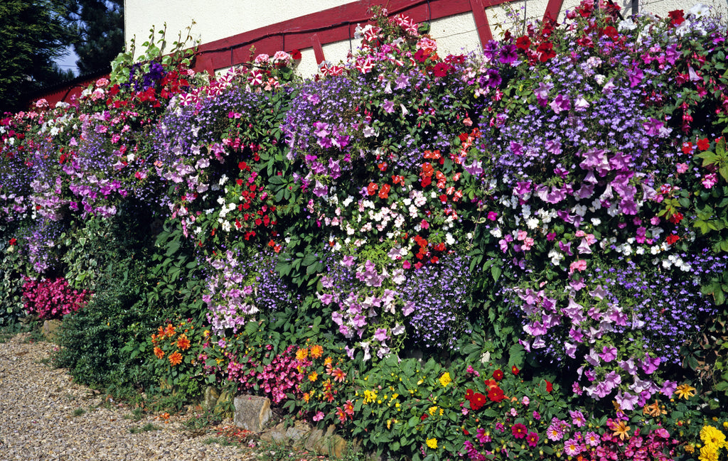 200 MIXED COLORS LOBELIA Regatta Lobelia Erinus Flower Seeds