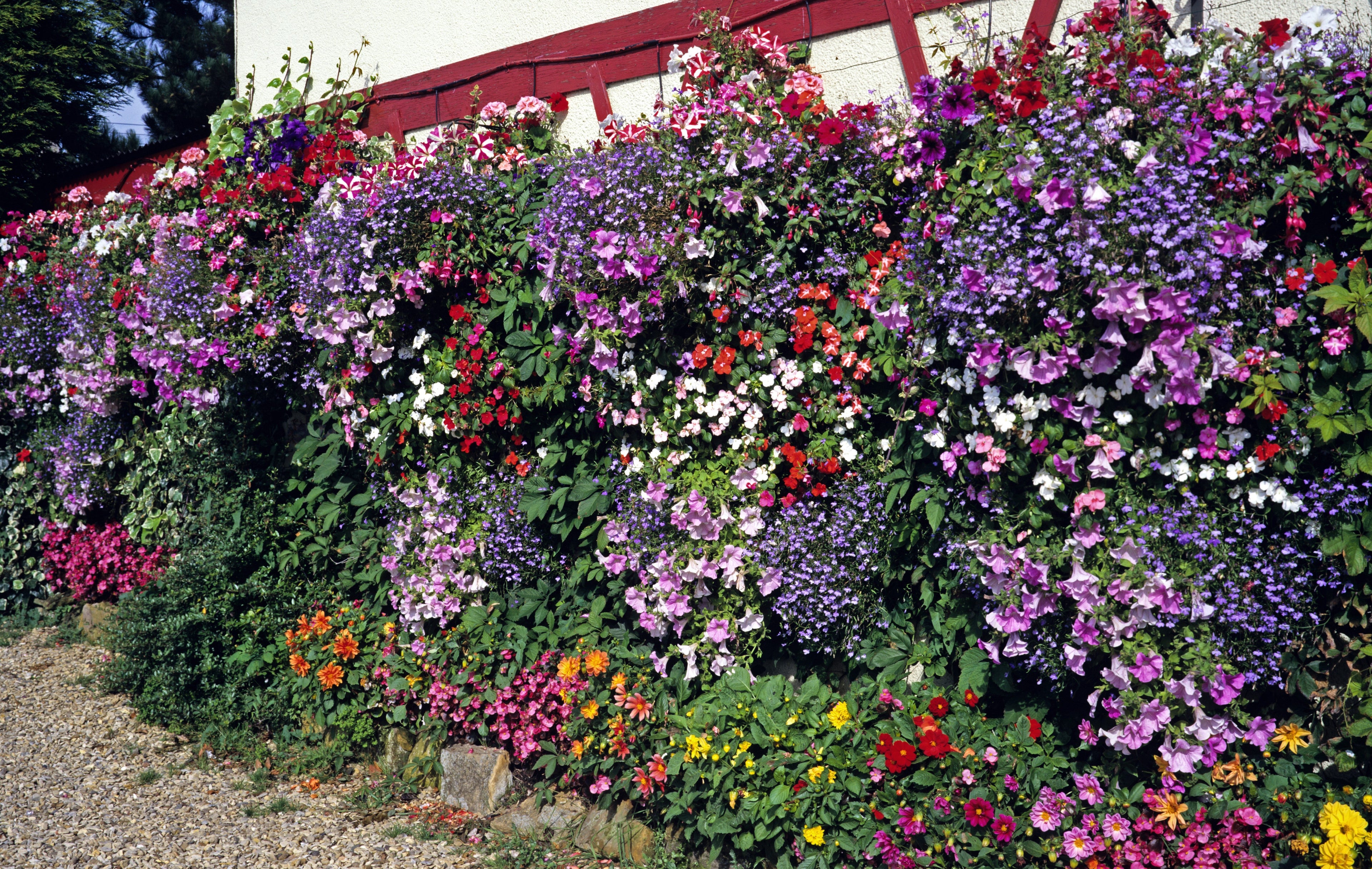 200 MIXED COLORS LOBELIA Regatta Lobelia Erinus Flower Seeds