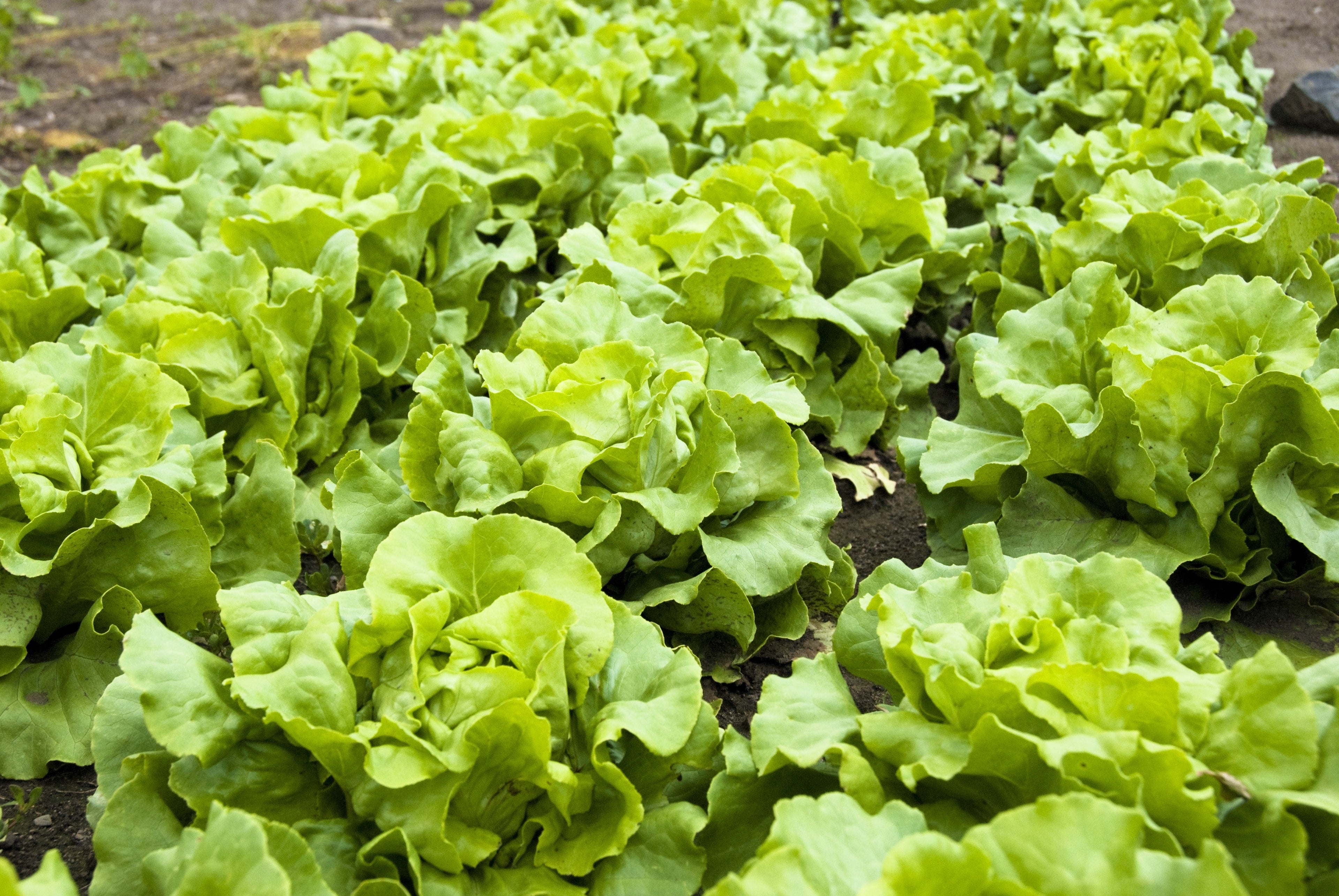 3000 BUTTERCRUNCH LEAF LETTUCE Lactuca Sativa Vegetable Seeds