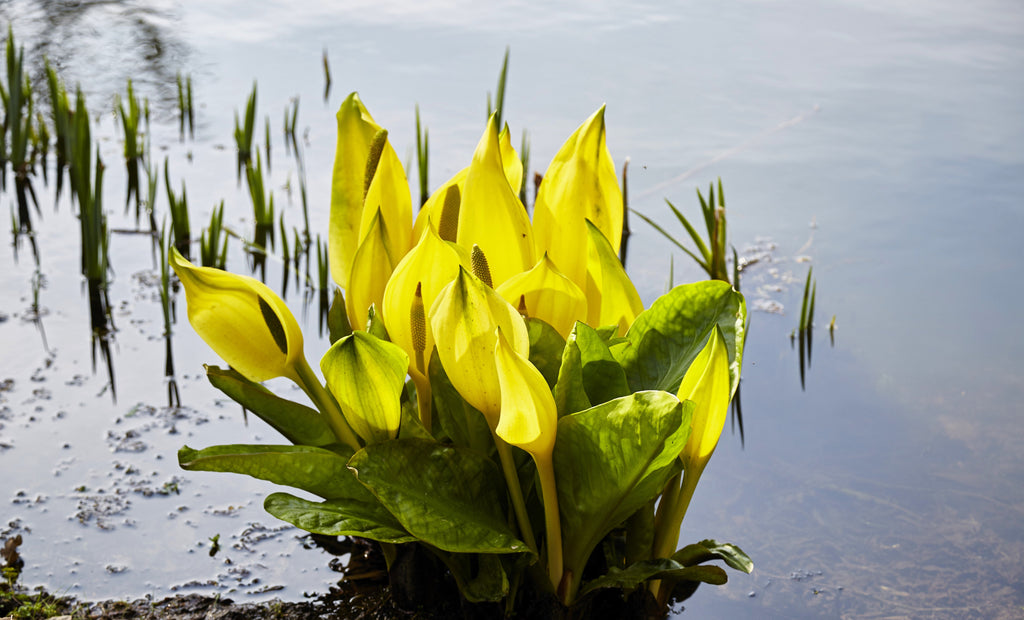 10 Yellow SWAMP LANTERN Moist Lysichiton Americanus Skunk Cabbage Flower Seeds