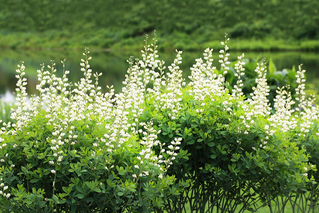 50 WHITE WILD INDIGO Baptisia Alba Usa Native Pollinator Flower Seeds