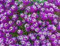 500 Sweet ALYSSUM ROYAL CARPET Lobularia Maritima Violet Blue Flower Seeds
