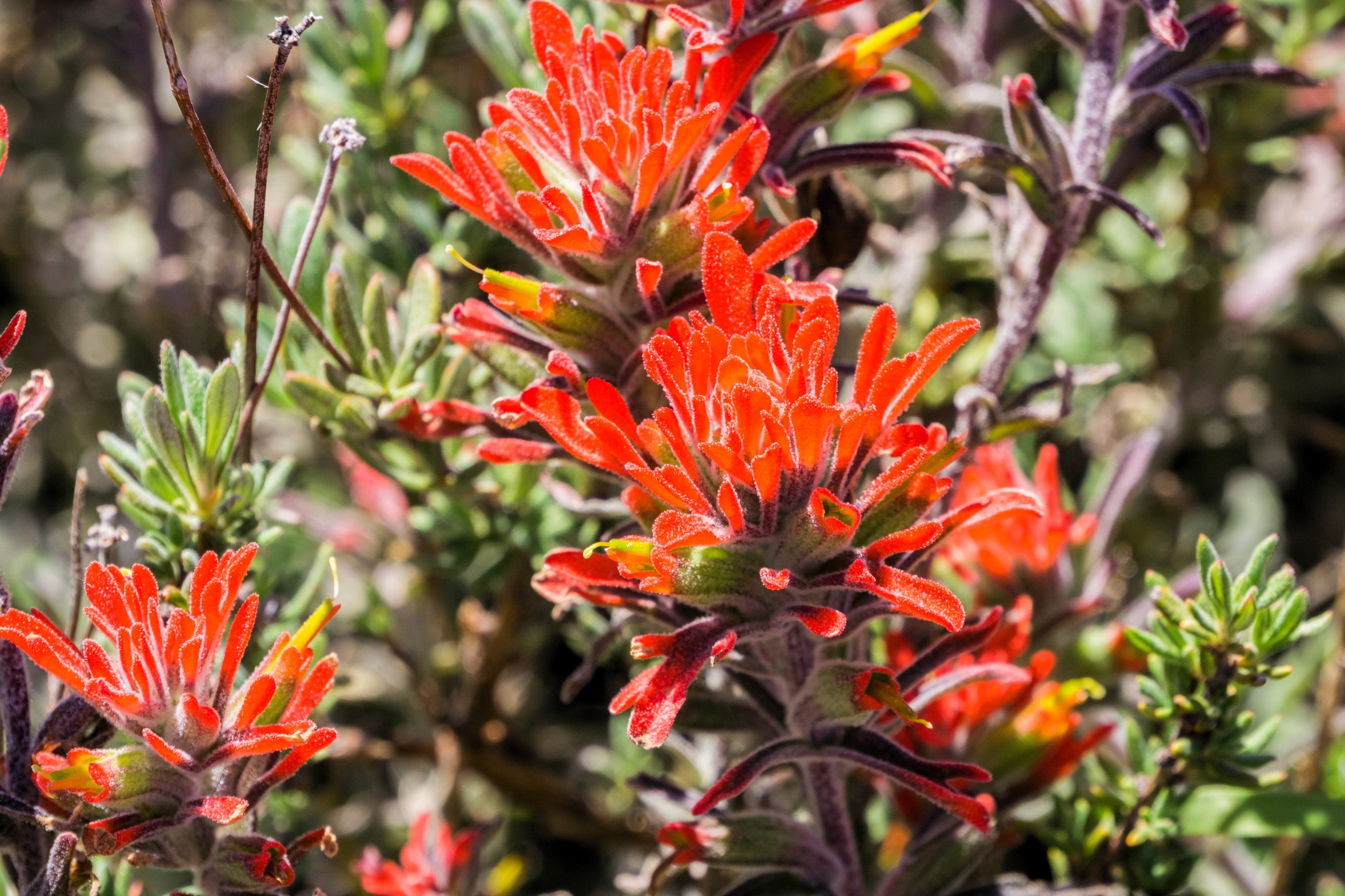 50 Red INDIAN PAINTBRUSH Castilleja Indivisa Flower Seeds