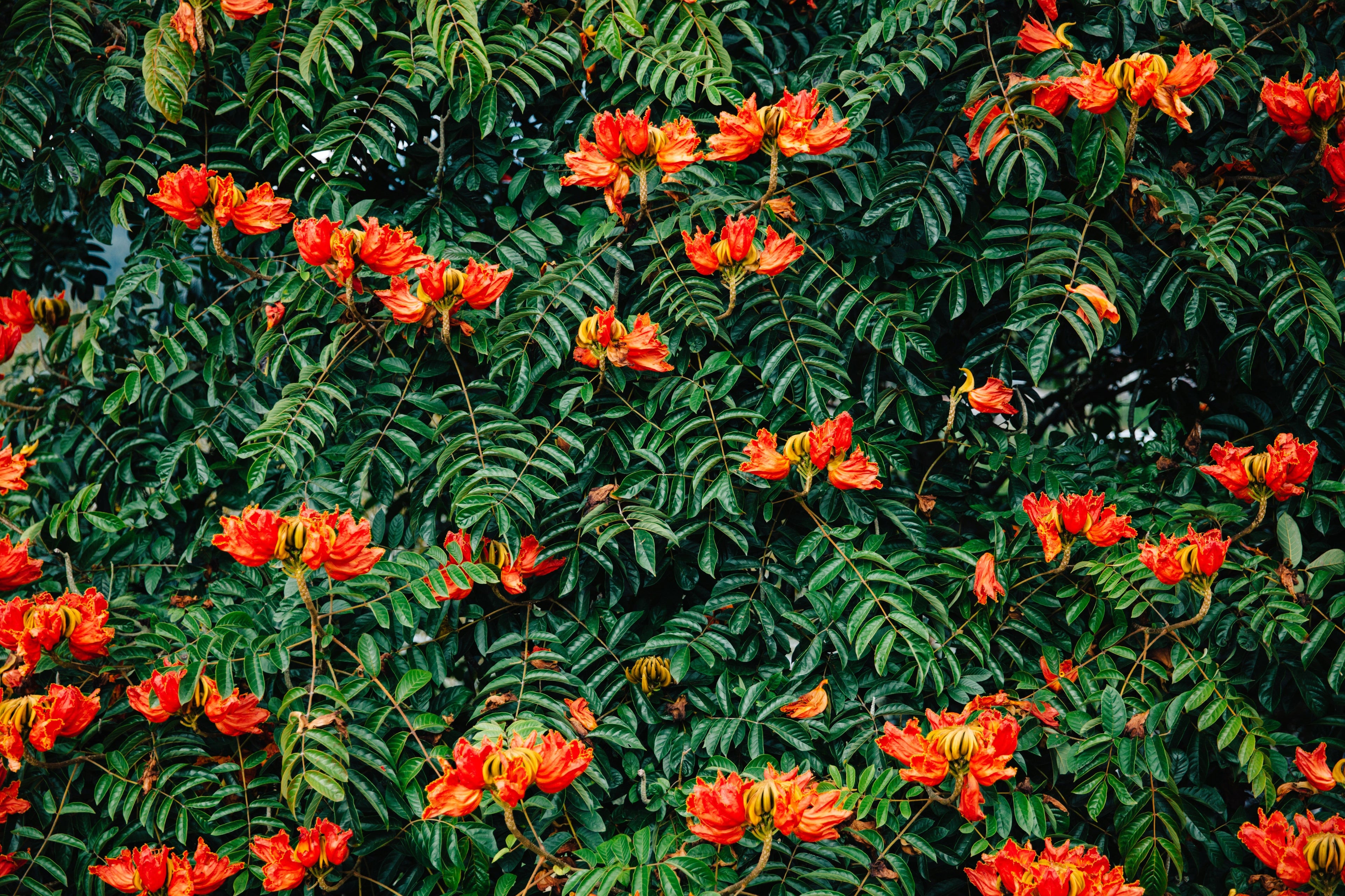 15 Red AFRICAN TULIP TREE (Fire Tree / Flame of the Forest / Fountain Tree) Spathodea Campanulata Seeds
