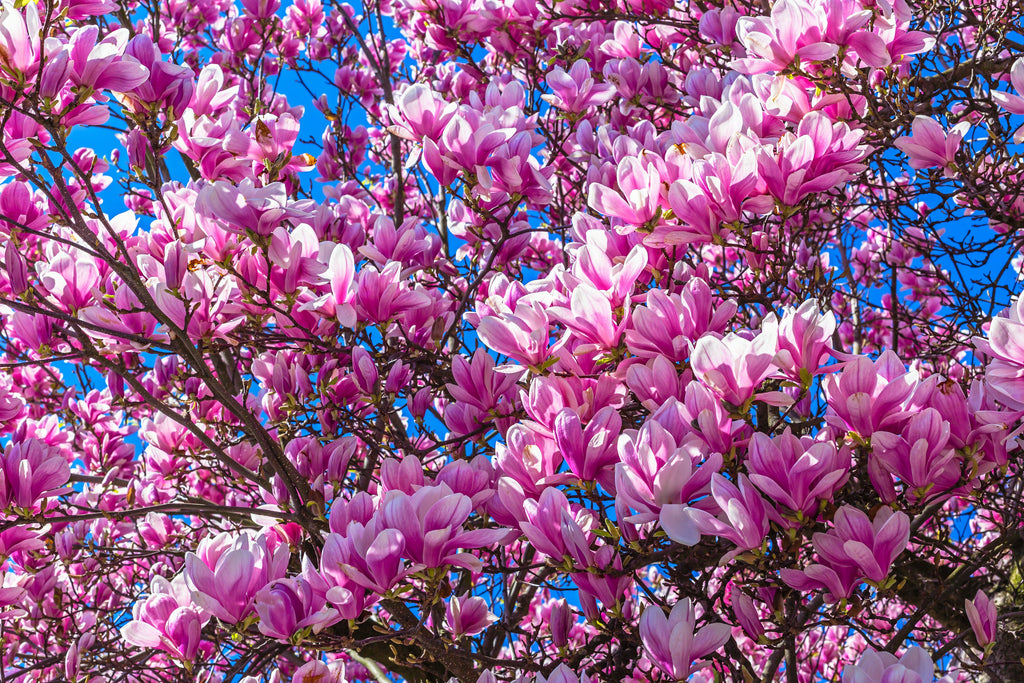 5 LILY MAGNOLIA Flower TREE Pink & Purple Fragrant Tulip Magnol Liliiflora Seeds