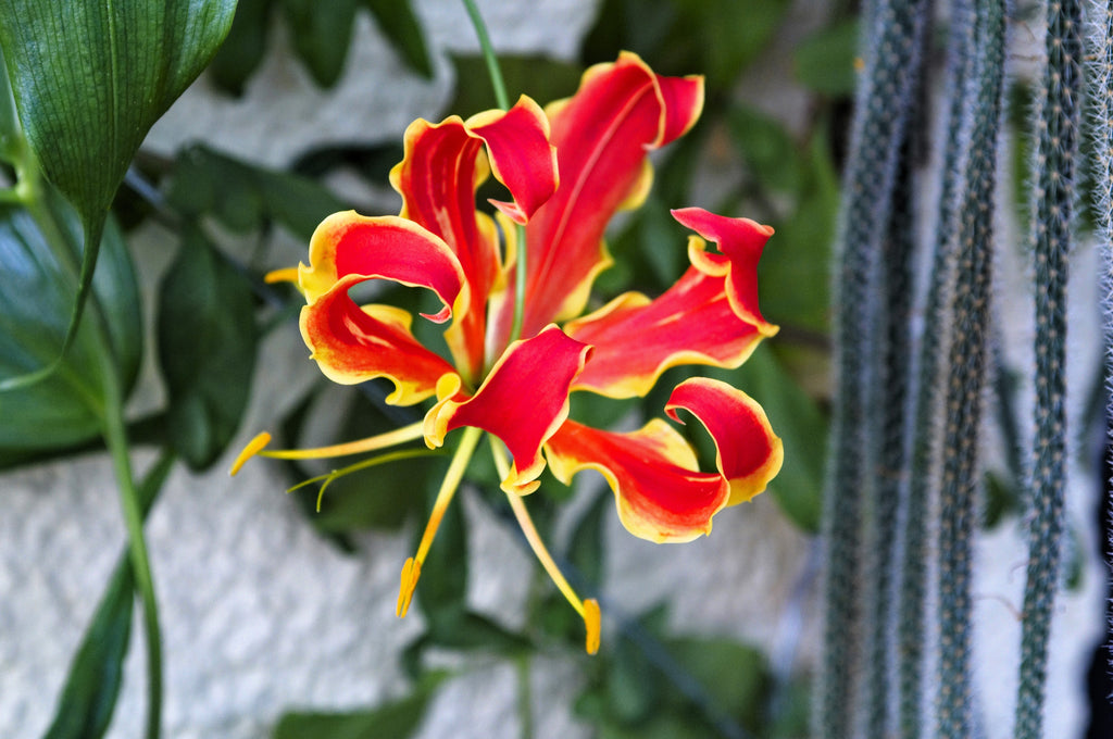 10 RED GLORIOSA LILY Flame Lily Gloriosa Superba Red & Yellow Flower Vine Seeds
