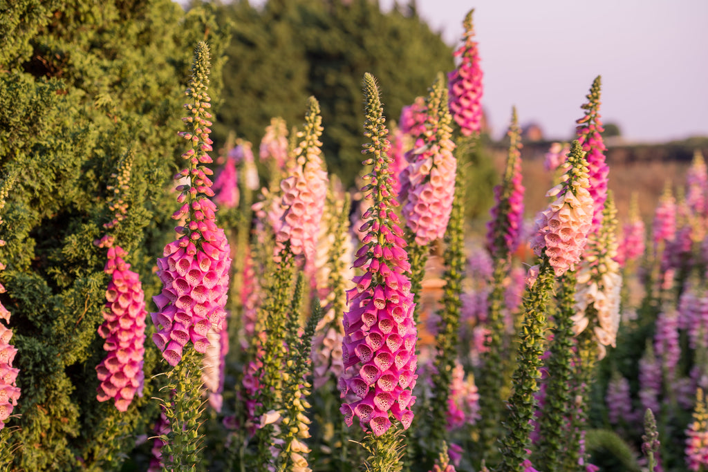 1000 PINK FOXGLOVE Digiitalis Purpurea Flower Seeds