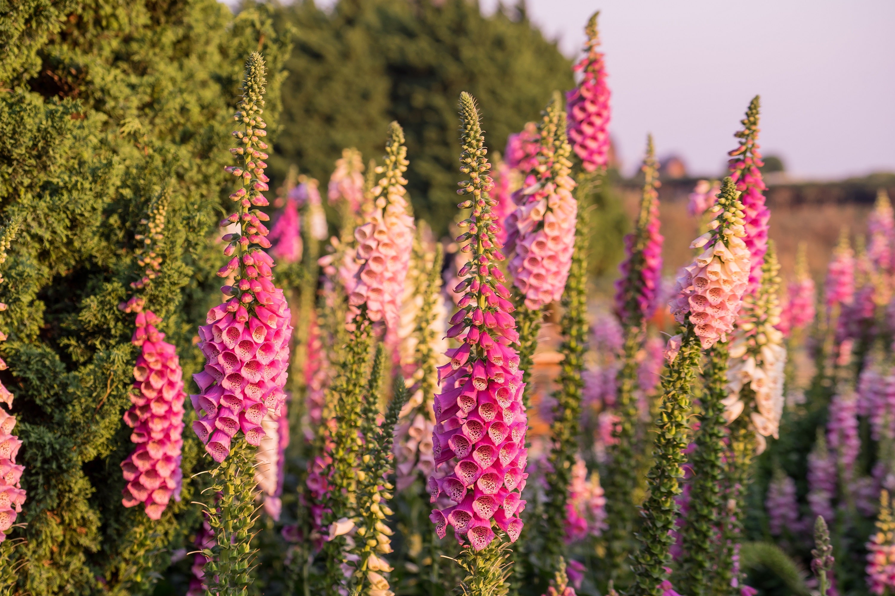 1000 FOXGLOVE EXCELSIOR MIX Digitalis Purpurea Mixed Colors Shade Flower Seeds