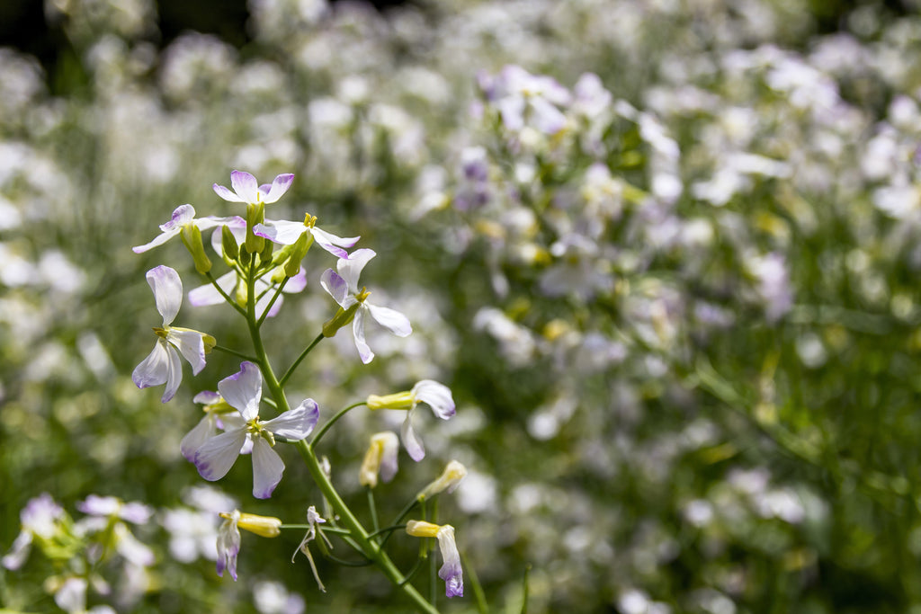 500 EVENING ( Night ) SCENTED STOCK Matthiola Longipetala Bicornis Flower Seeds