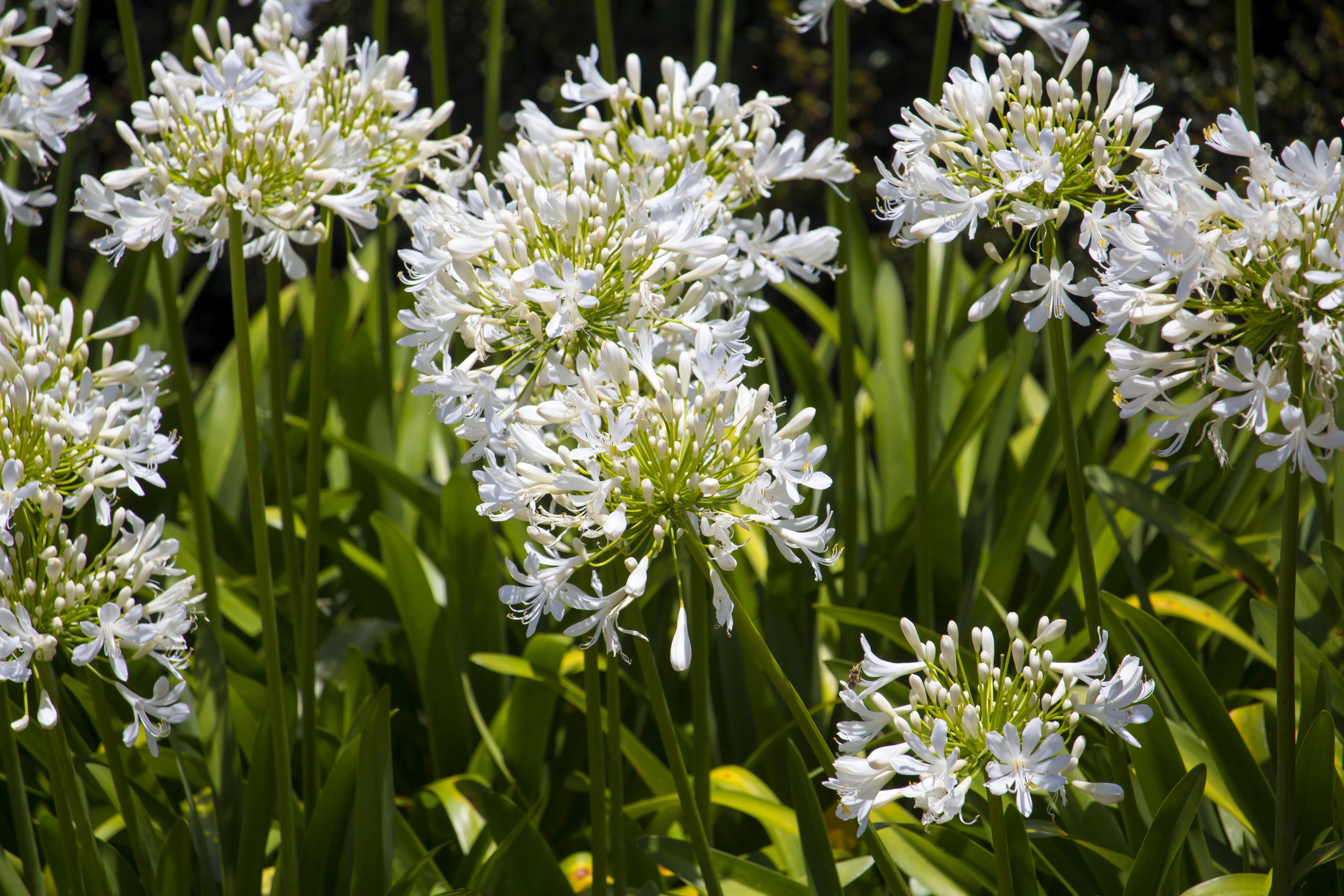 25 WHITE LILY of the NILE Agapanthus Orientalis African Lily Flower Seeds
