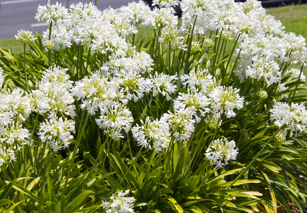 25 WHITE LILY of the NILE Agapanthus Orientalis African Lily Flower Seeds
