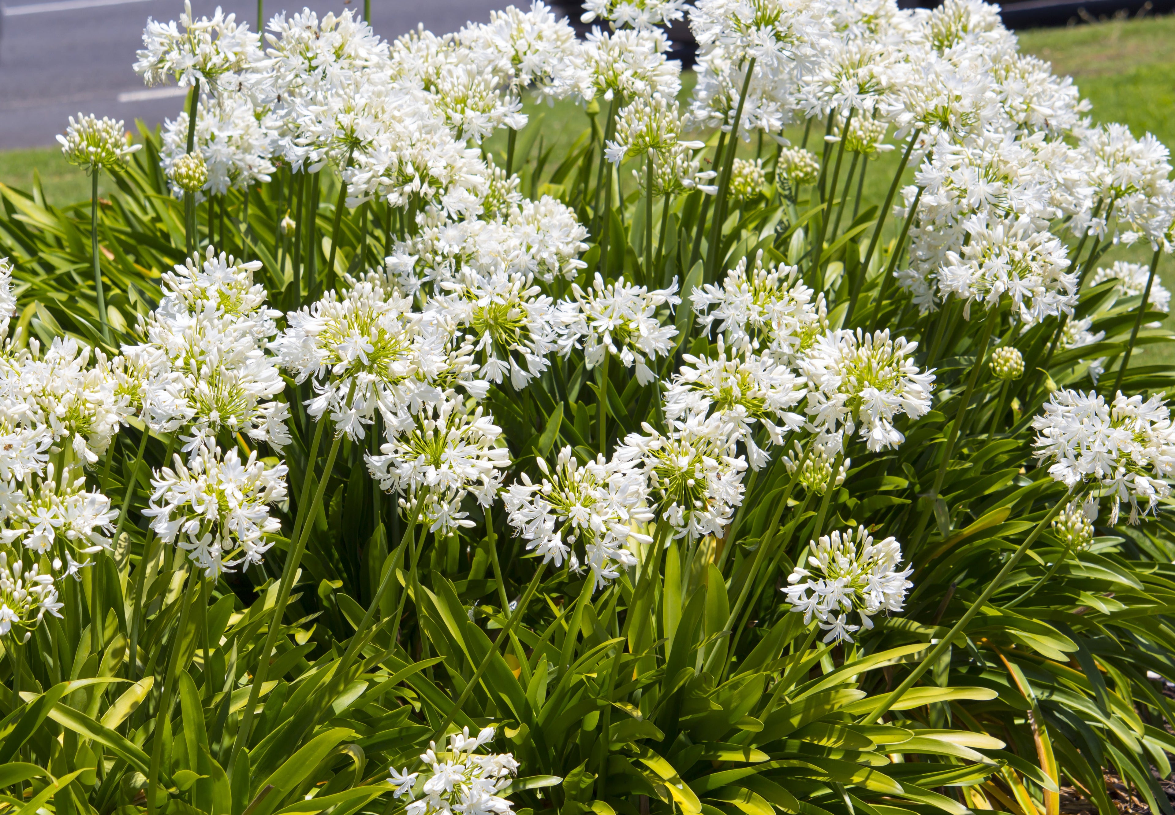 25 WHITE LILY of the NILE Agapanthus Orientalis African Lily Flower Seeds