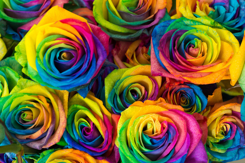 Make Your Own - 5 RAINBOW ROSE BUSH Seeds Shrub Rosa Flower
