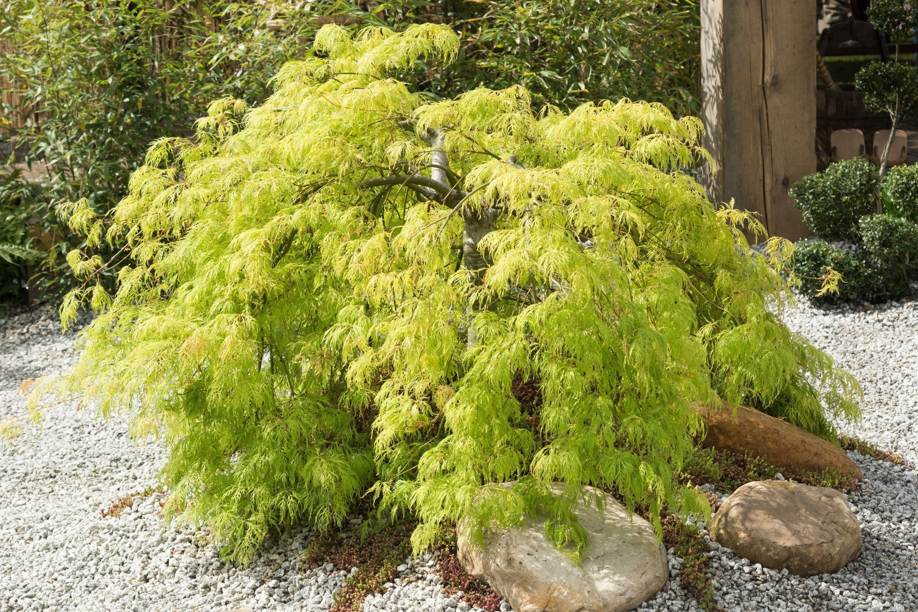 10 WEEPING LACELEAF MAPLE Japanese Acer Palmatum Dissectum Green Yellow Red Tree Seeds