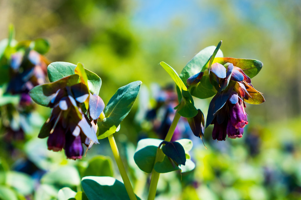 10 BLUE SHRIMP PLANT / Honeywort Cerinthe Major Flower Seeds