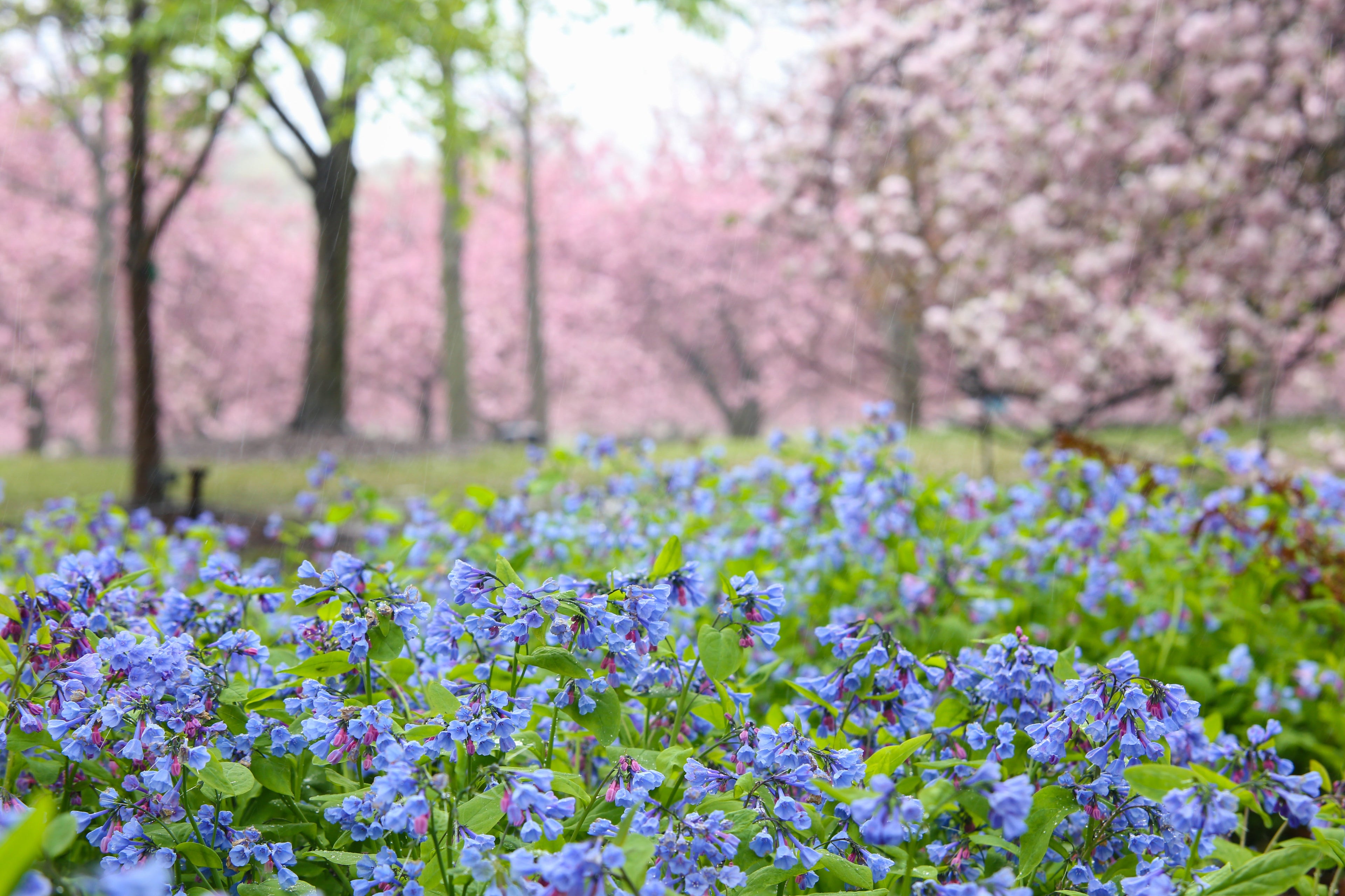 20 VIRGINIA BLUEBELLS True Blue & Pink Mertensia Virginica Flower Seeds