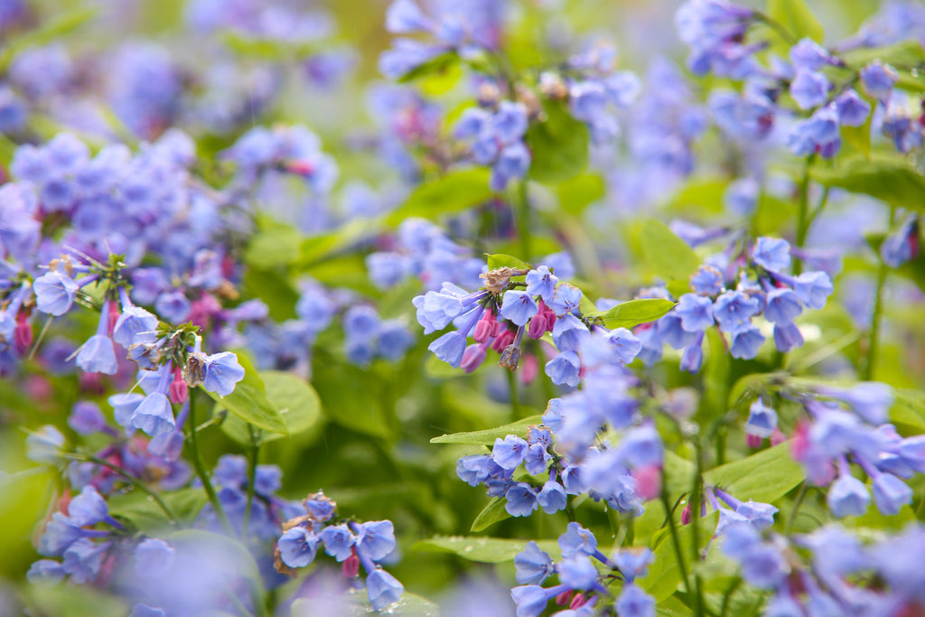 20 VIRGINIA BLUEBELLS True Blue & Pink Mertensia Virginica Flower Seeds