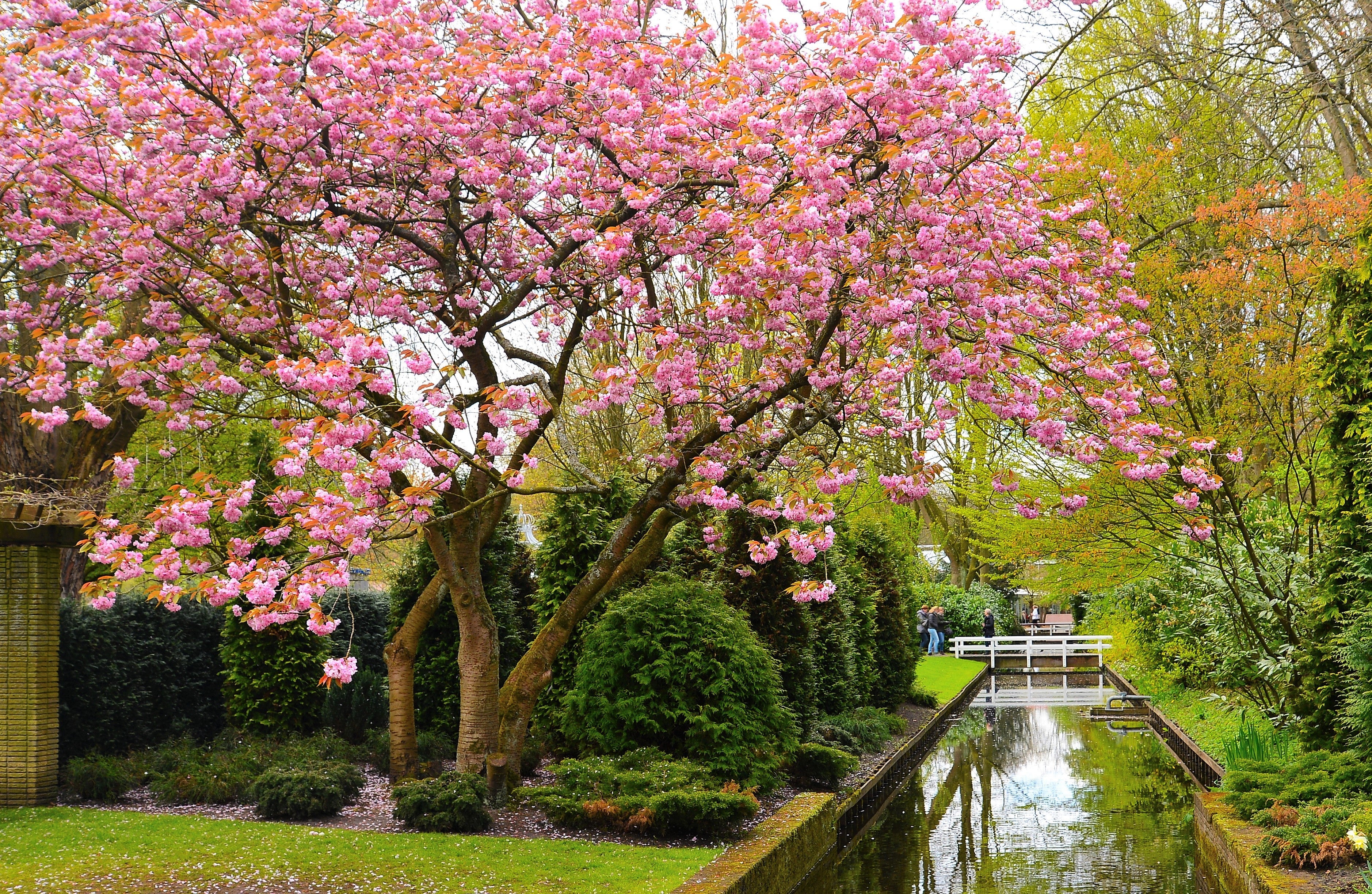 10 JAPANESE FLOWERING CHERRY Tree Oriental Prunus Serrulata Flower Seeds