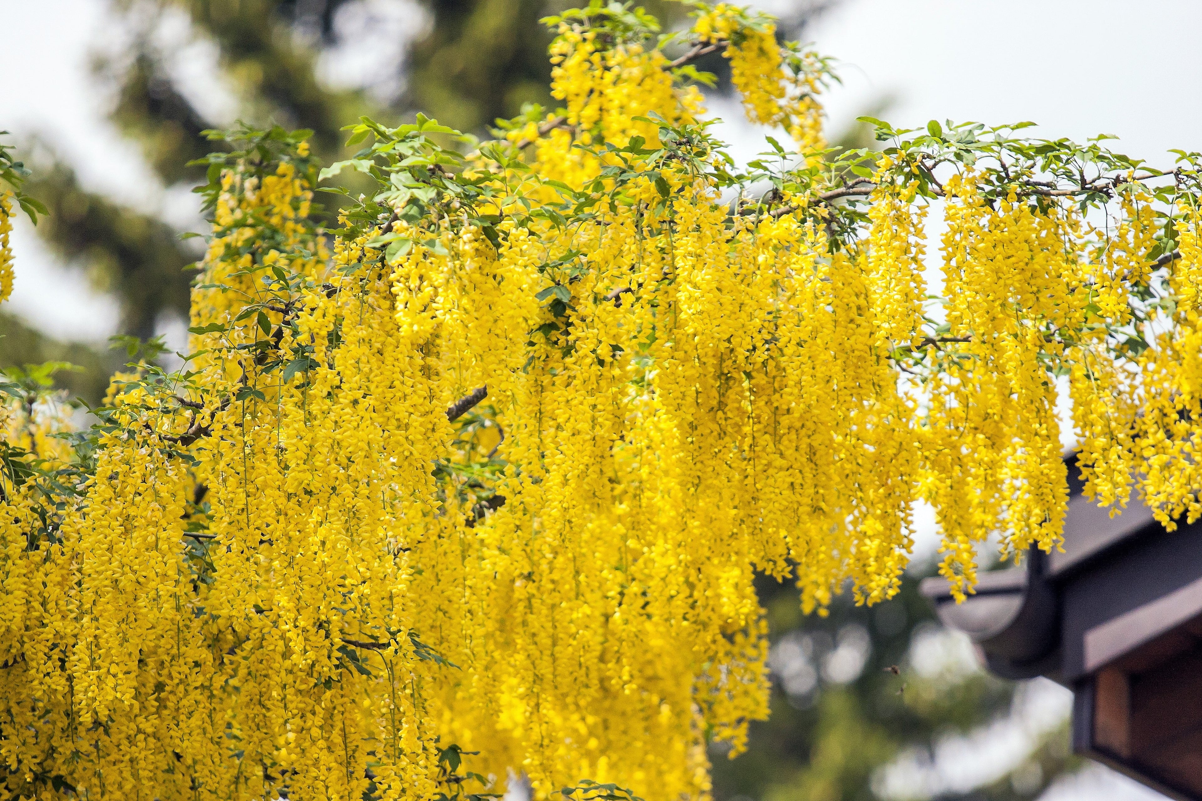 25 SIBERIAN PEASHRUB Caragana Arborescens Peatree Yellow Flower Legume Vegetable Seeds
