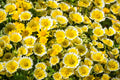 500 TIDY TIPS Layia Platyglossa Native Yellow & White Flower Seeds