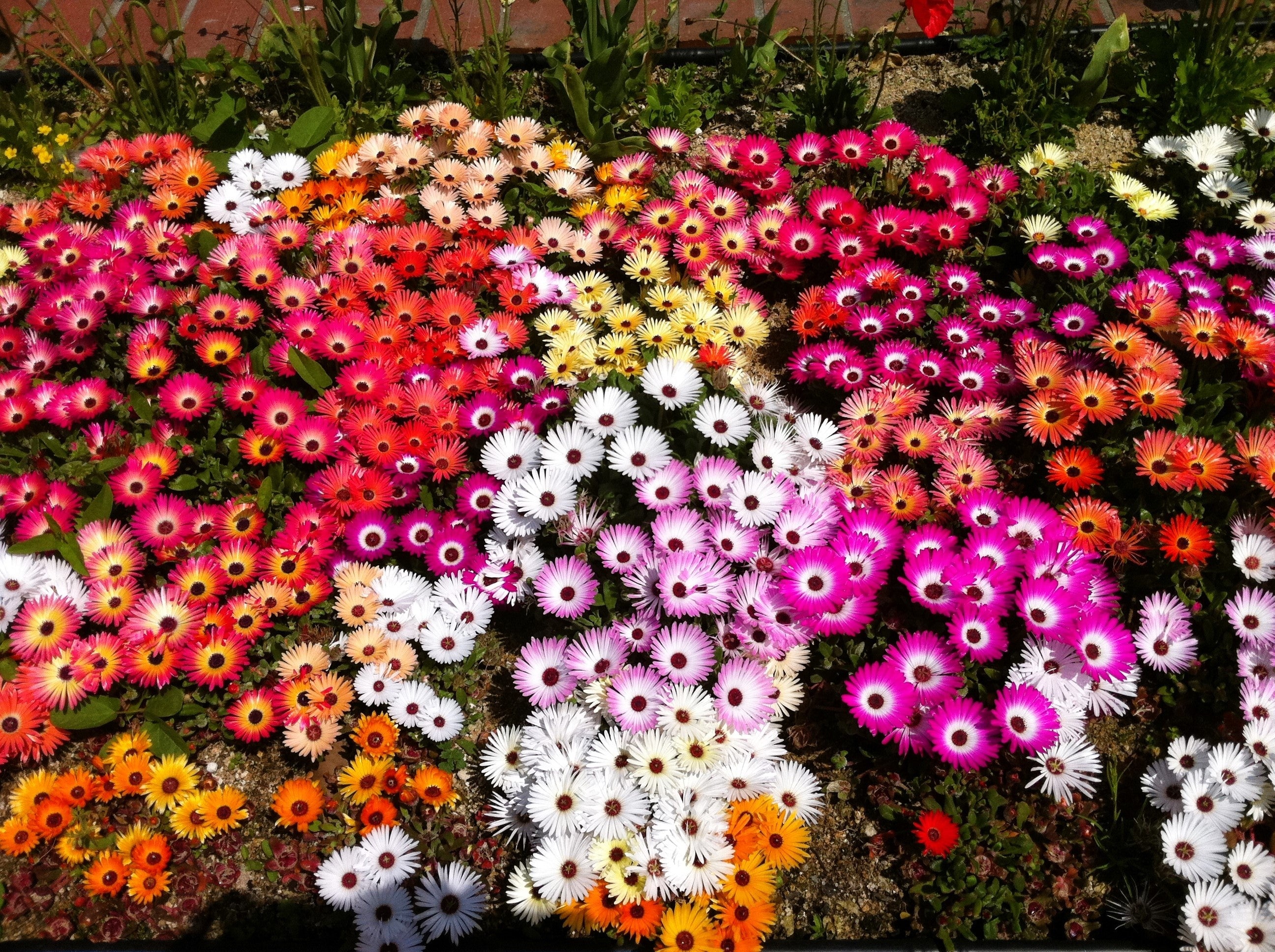 200 MIXED Colors ICE PLANT ( Mesembryanthemum Daisy / Livingstone Daisy ) Dorotheanthus Bellidiformis Flower Seeds