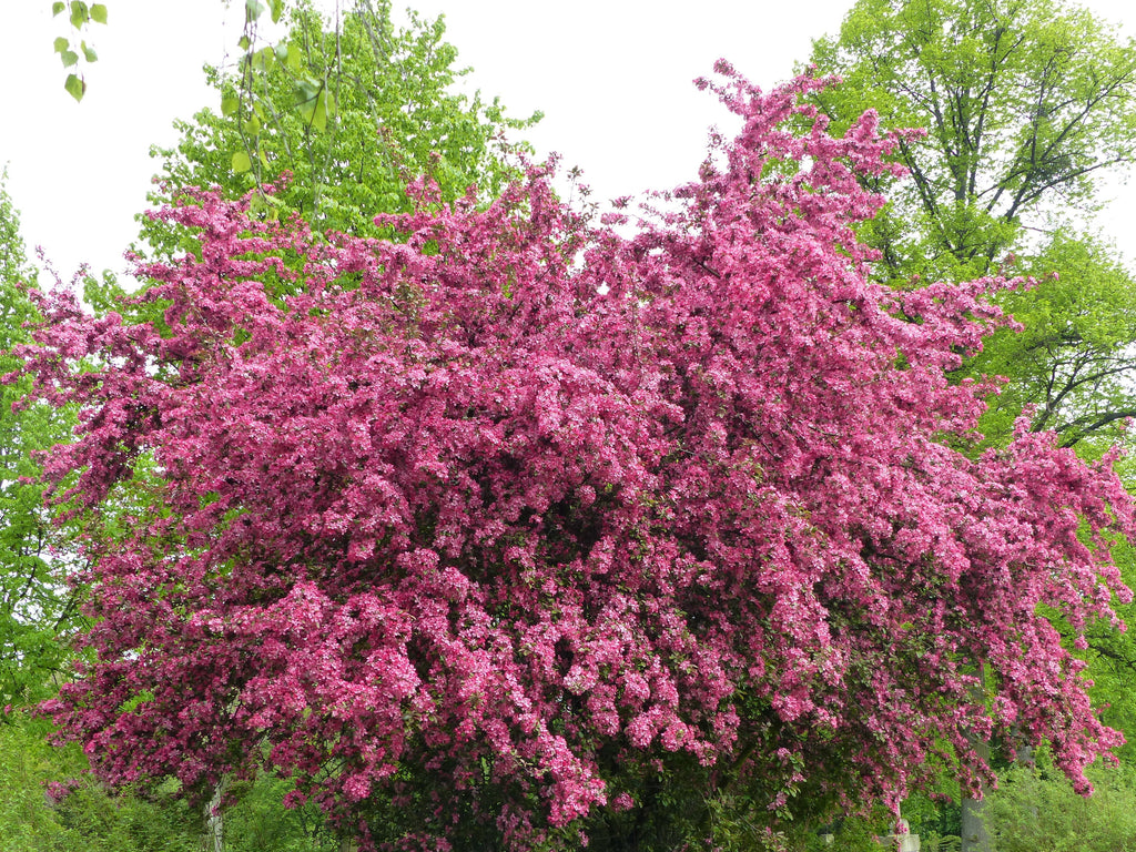 Mayflower Tree 20 ENGLISH HAWTHORN TREE Edible Fruit Flower Mayflower Crataegus Laevi ...