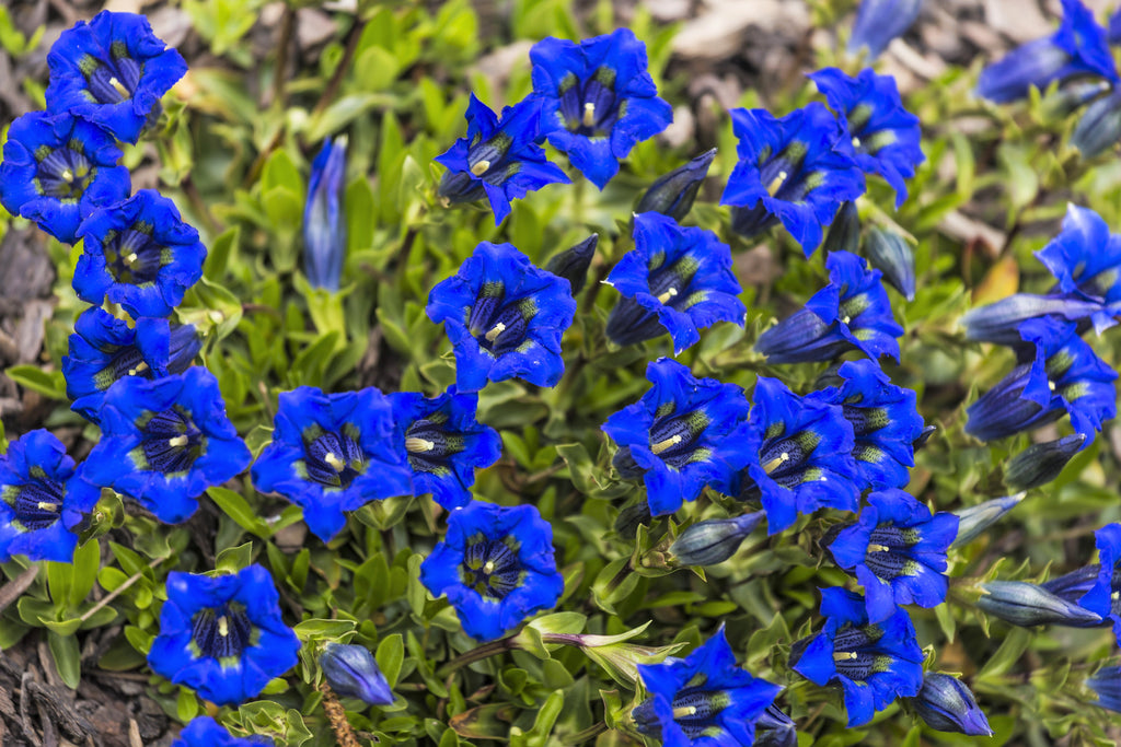 15 Blue STEMLESS GENTIAN Gentiana Acaulis Kochiana Flower Seeds