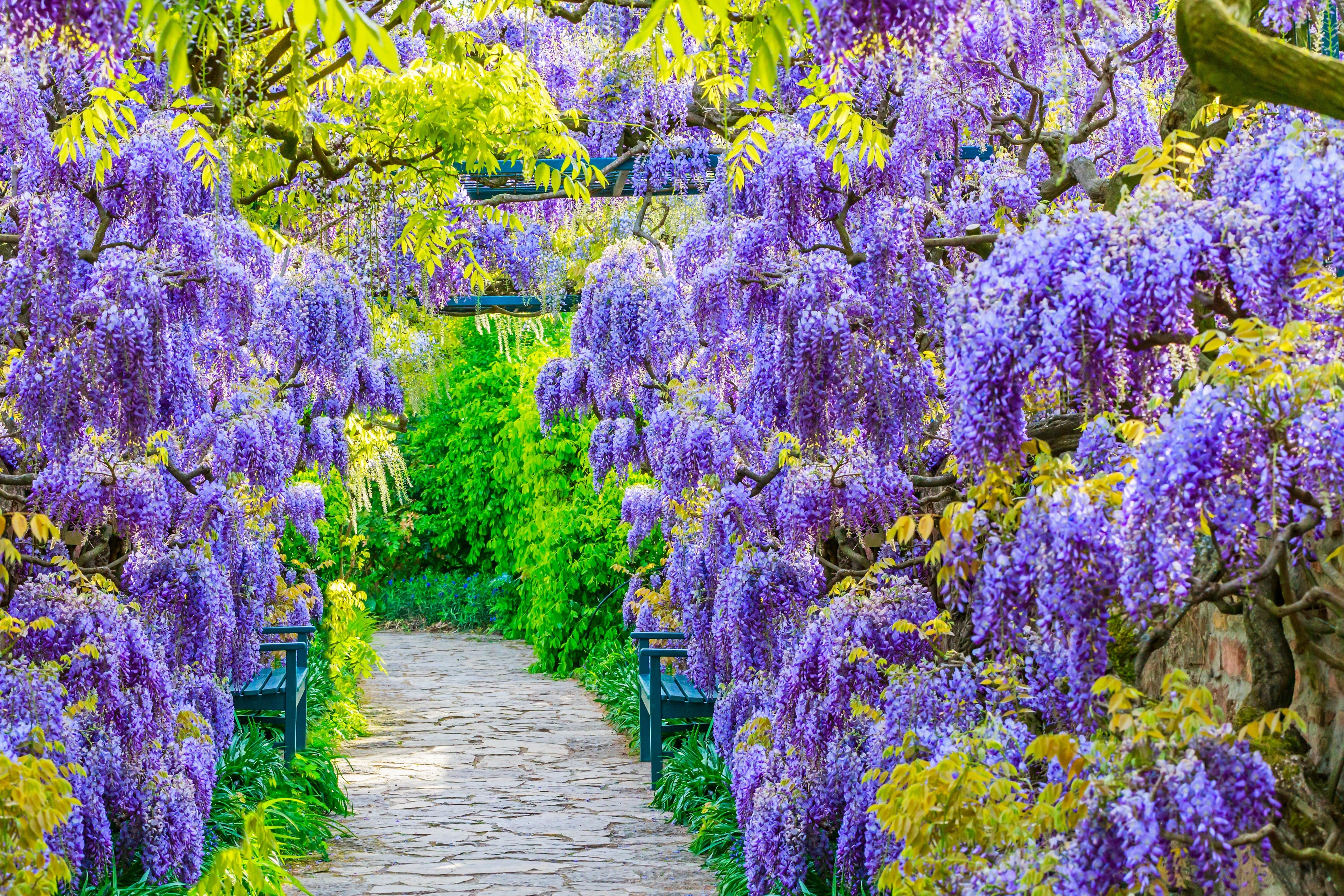5 BLUE CHINESE WISTERIA Sinensis Ornamental Vine Climber Blue Violet Purple Flower Seeds