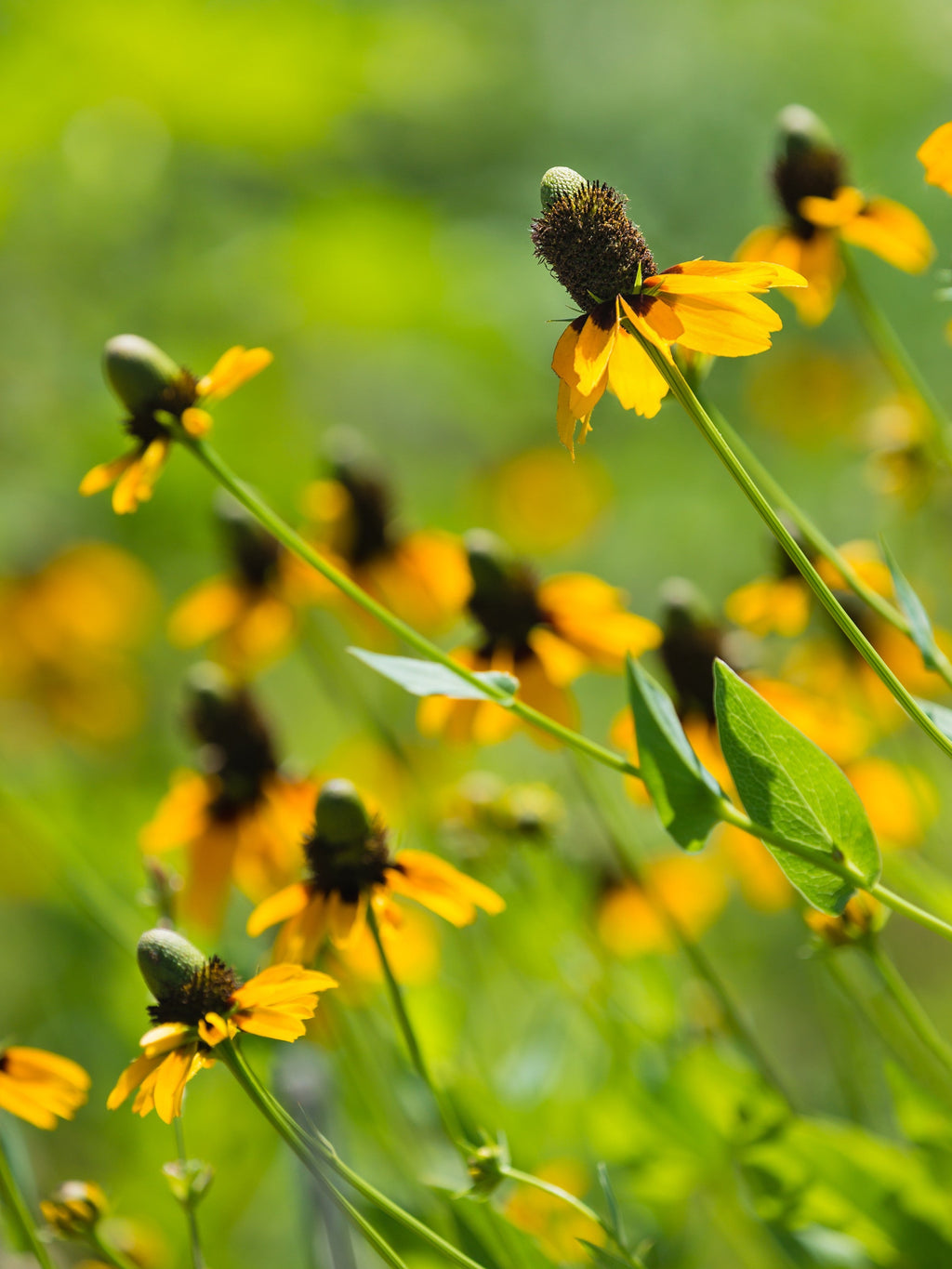 3000 CLASPING CONEFLOWER Rudbeckia Amplexicaulis Native Yellow Flower Seeds