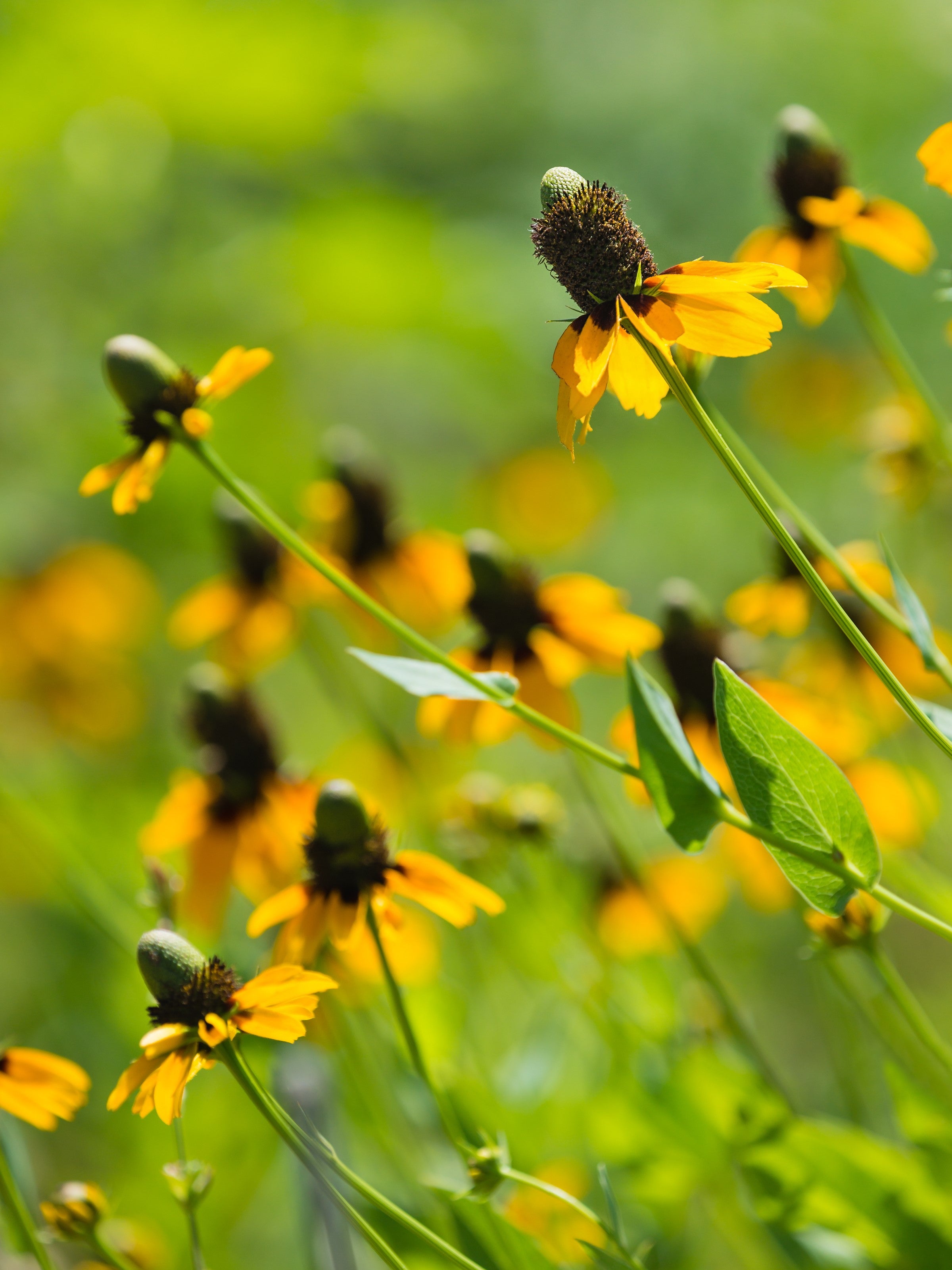 3000 CLASPING CONEFLOWER Rudbeckia Amplexicaulis Native Yellow Flower Seeds