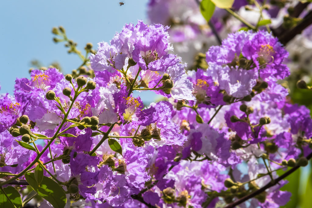 50 MIXED CREPE MYRTLE Lagerstroemia Indica Tree Shrub Crape  6 Color Mix - Red, Purple, Light Pink, Dark Pink, White, & Lilac Flower Seeds